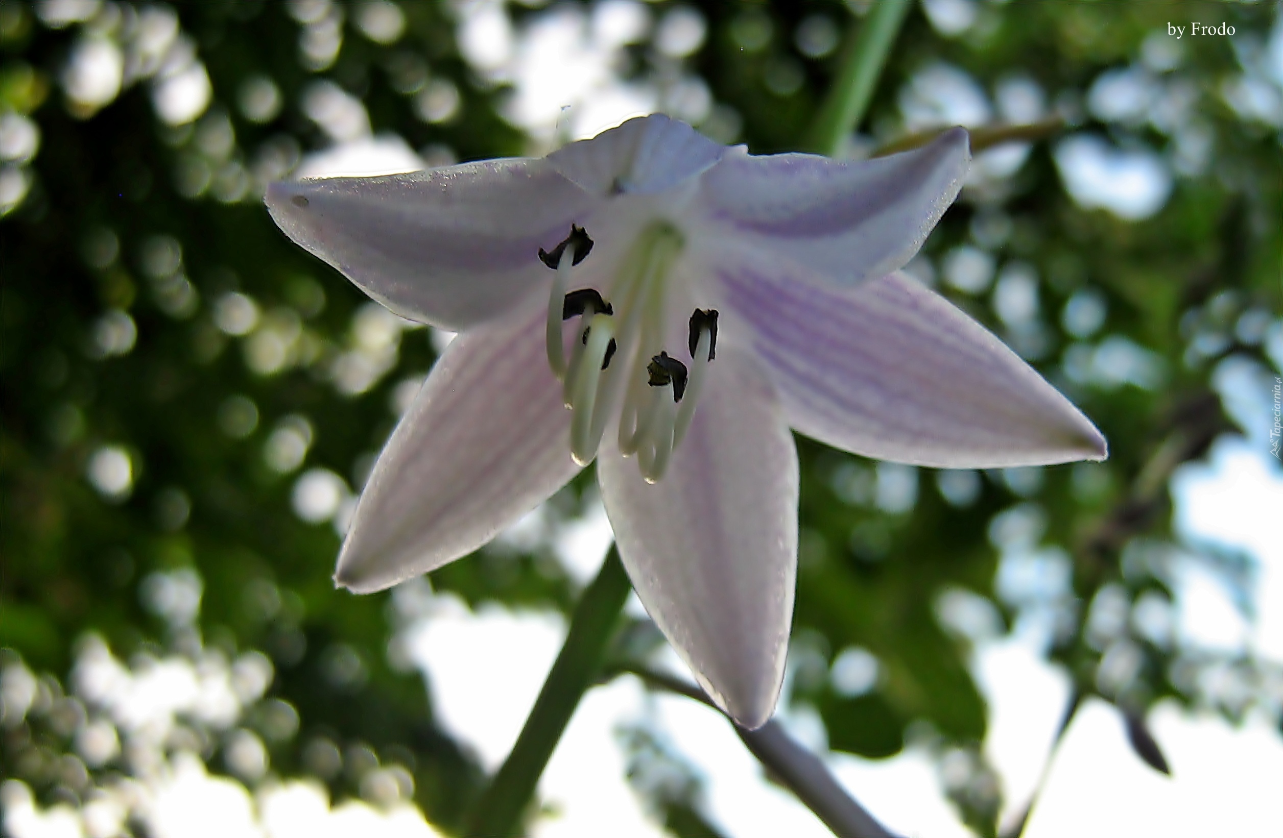 Kwiat, Biało-Fioletowy
