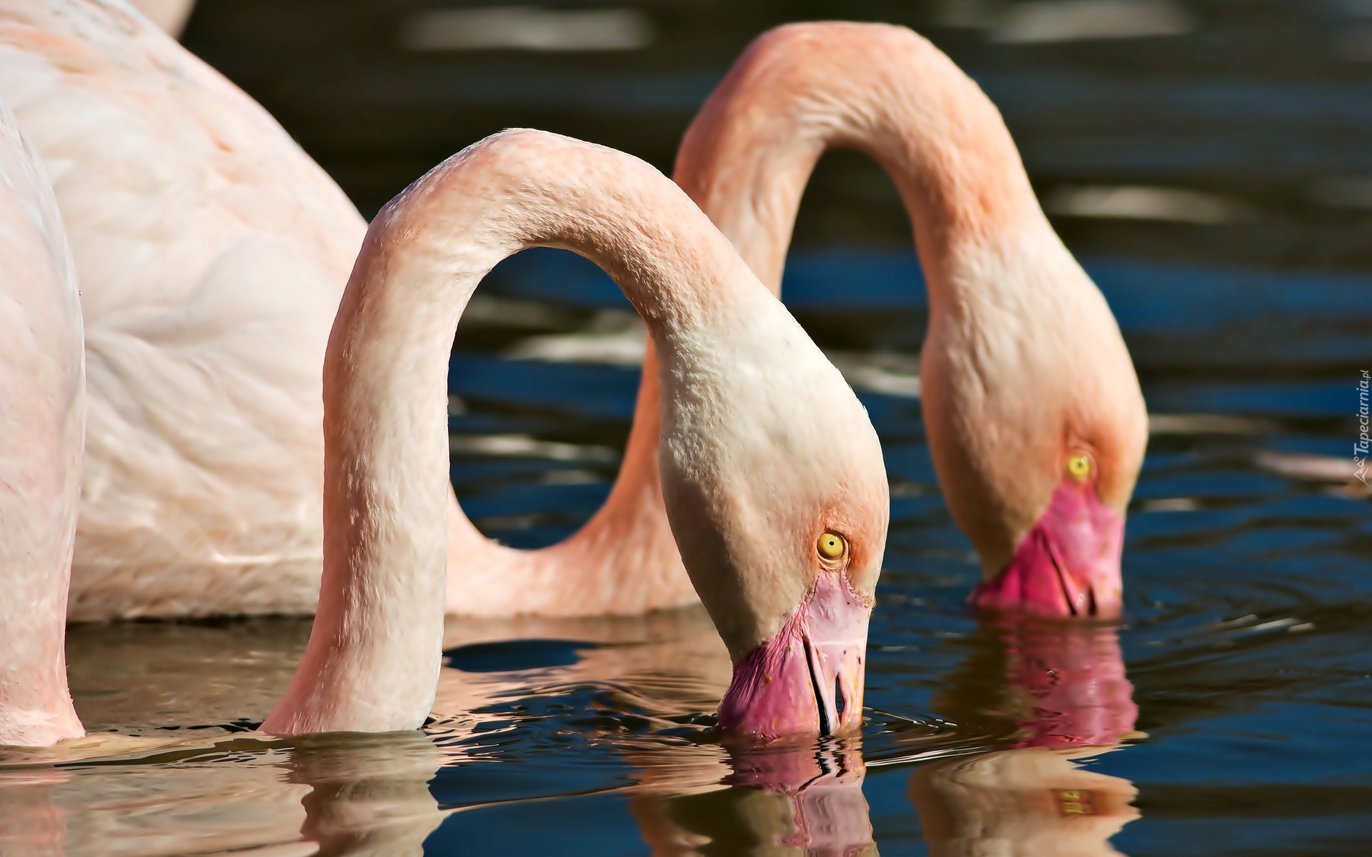 Flamingi, Głowy, Woda