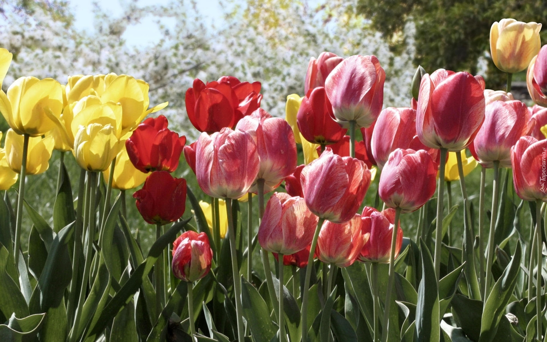 Różnokolorowe, Tulipany, Żółte, Czerwone, Czerwono, Białe