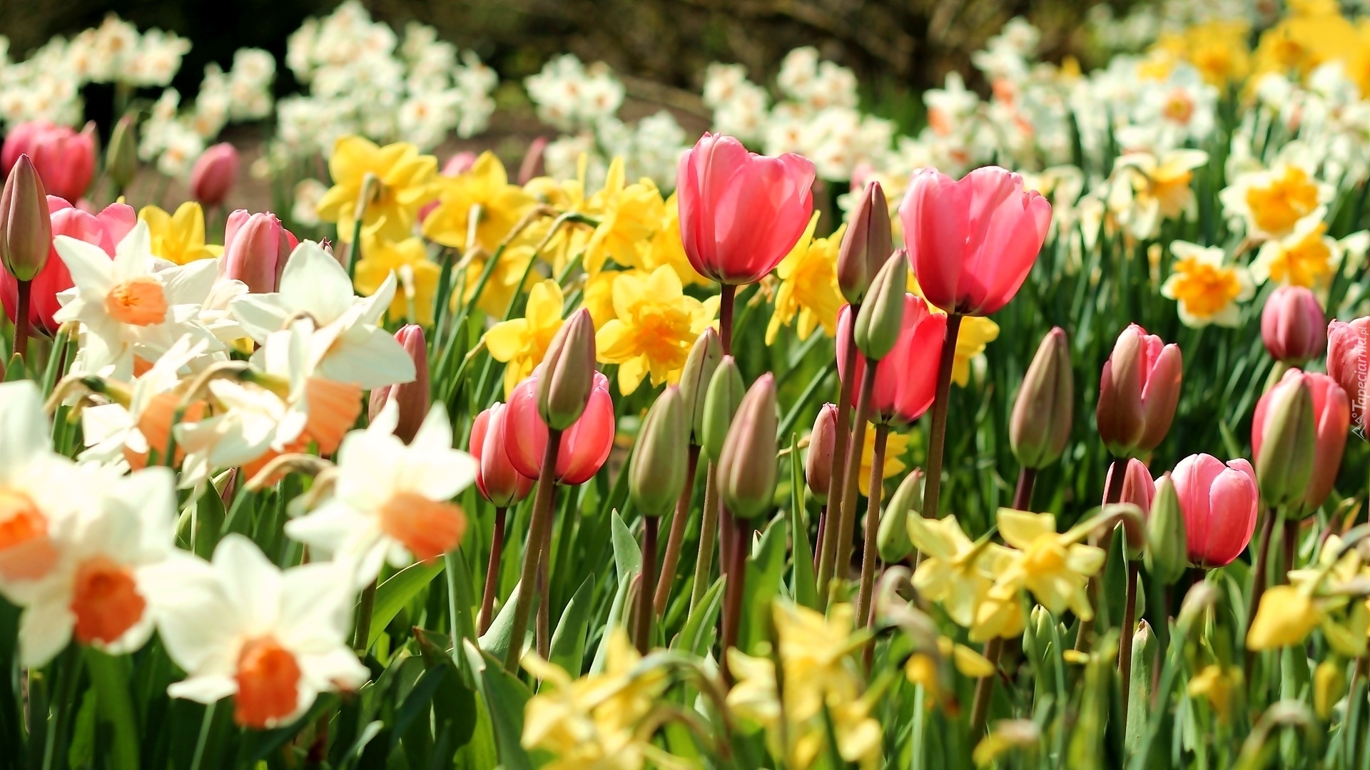 Wiosenne Kwiaty Nazwy Kwiatów Wiosenne, Kwiaty, Tulipany, Narcyze, Żonkile