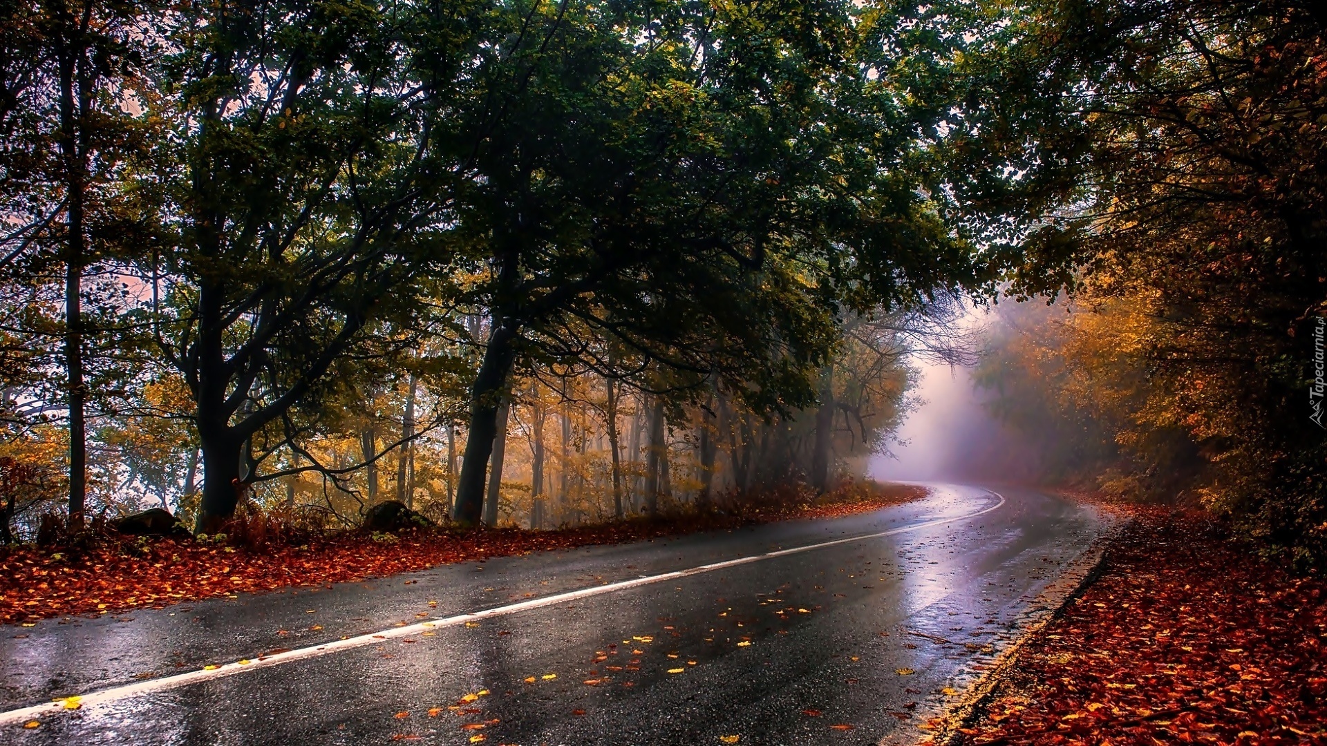Jesień, Droga, Las, Liście, Mgła