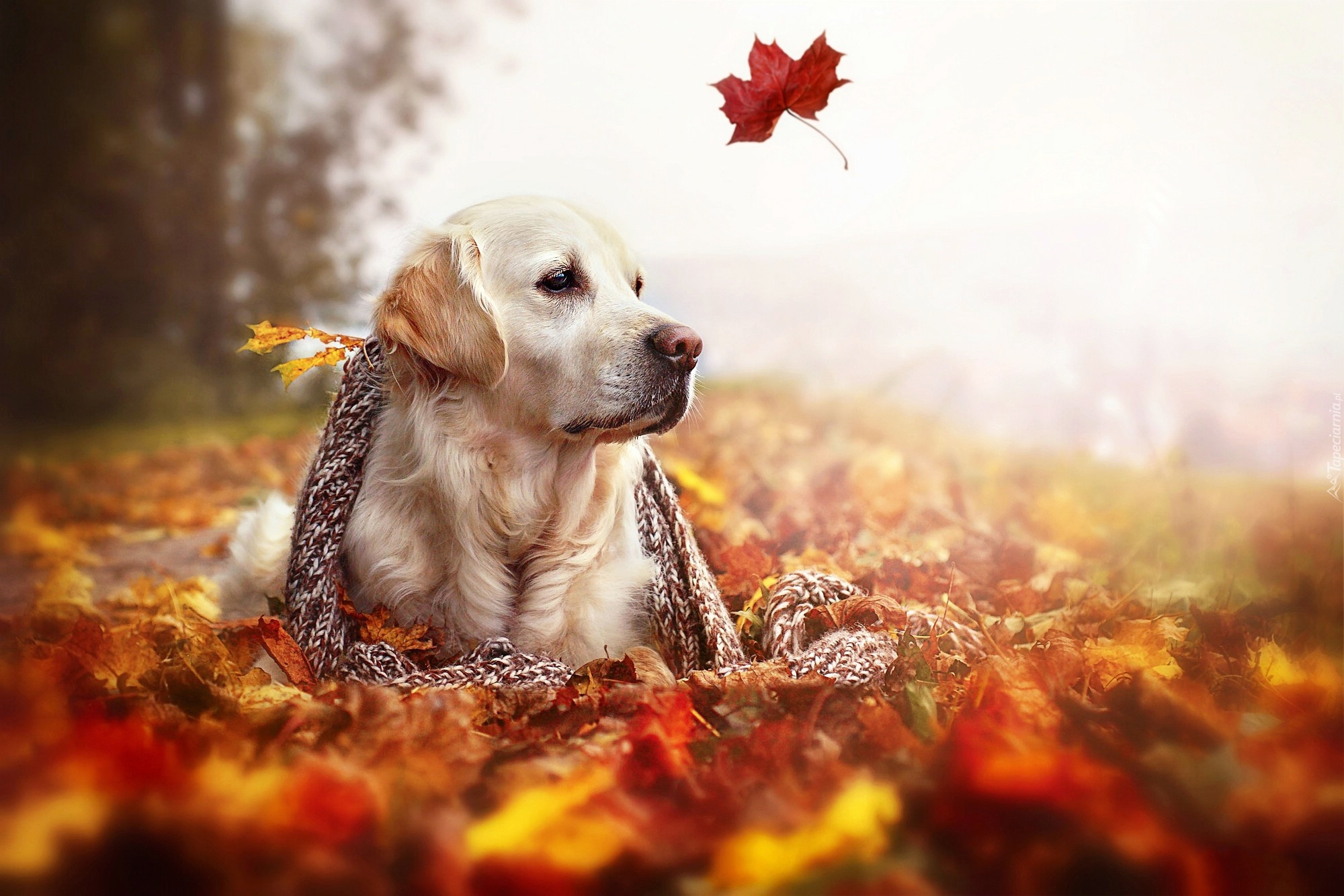 Pies, Szal, Liście, Jesień, Golden Retriever