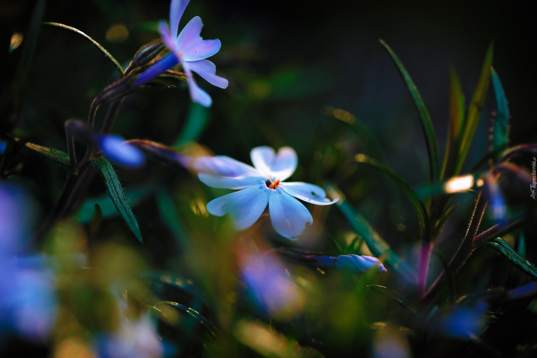 Niebieskie, Kwiatki, Makro