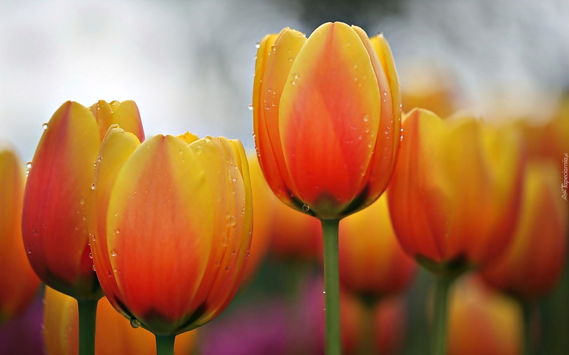 Tulipany, Krople