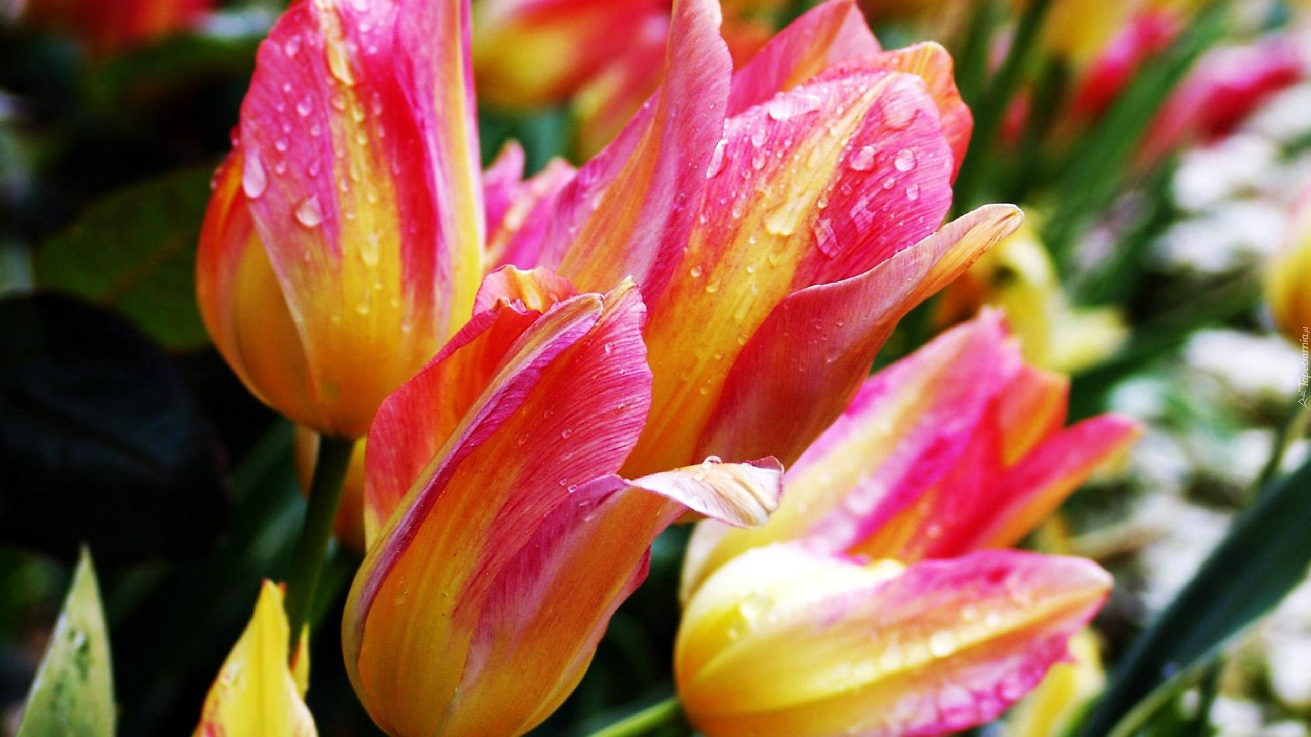 Różowo-Żółte , Tulipany
