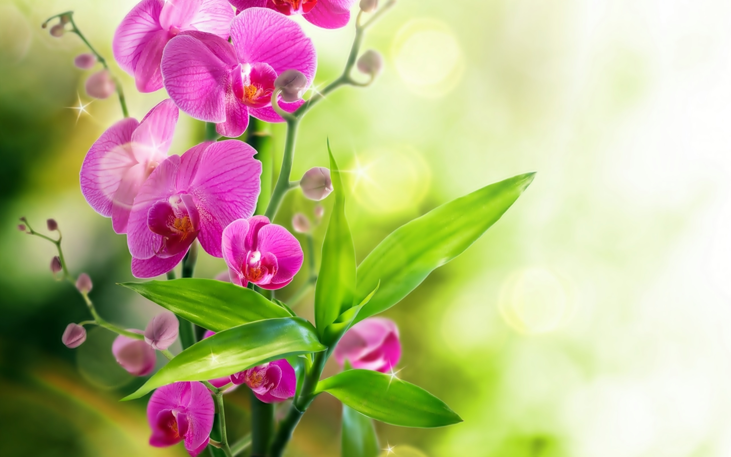 Orchidea, Kwiaty, Liście