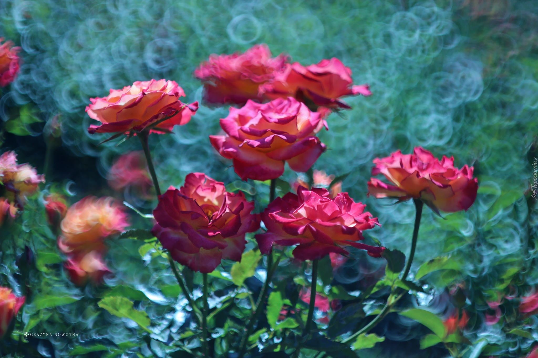 Różowe, Róże, Kwiaty, Bokeh