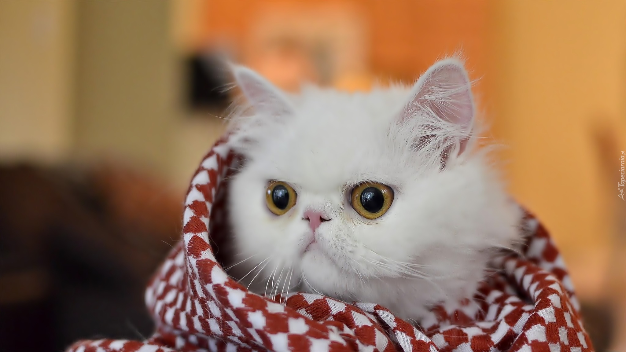 Biały, Słodki, Kot perski, Kocyk