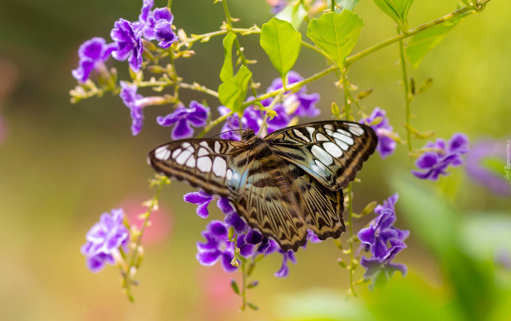 Motyl, Duranta, Kwiaty