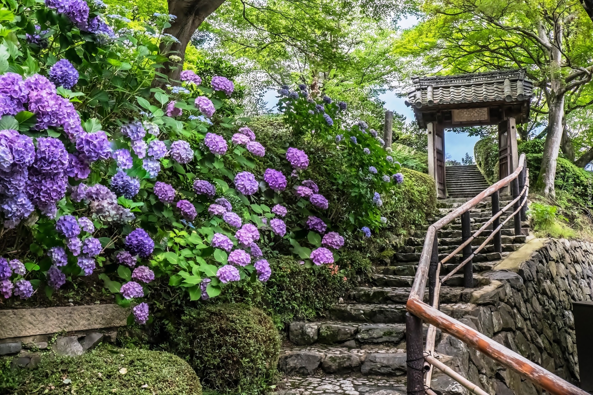 Ogród, Schody, Hortensja, Japonia