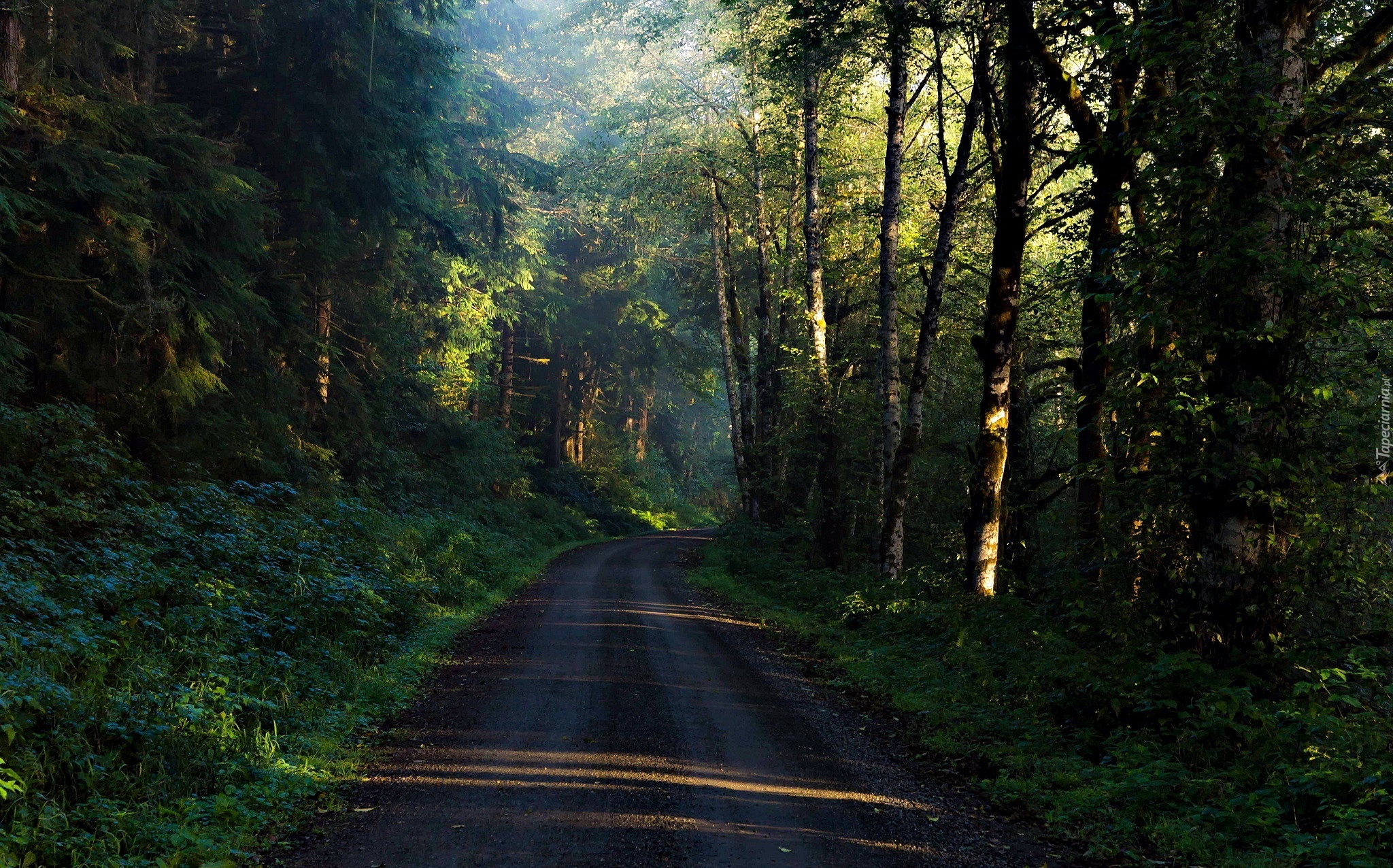 Droga, Przez, Las, Poranek, Przebijające Światło