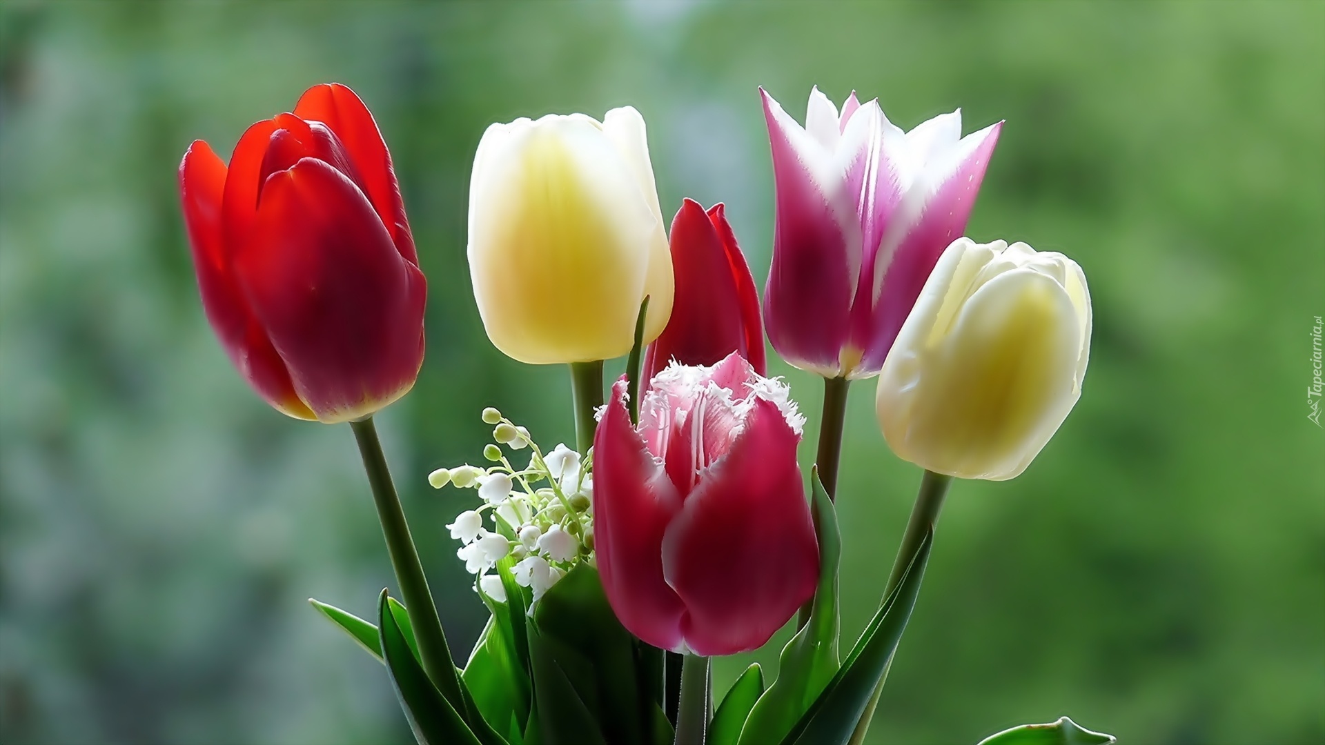 Tulipany, Konwalie, Makro