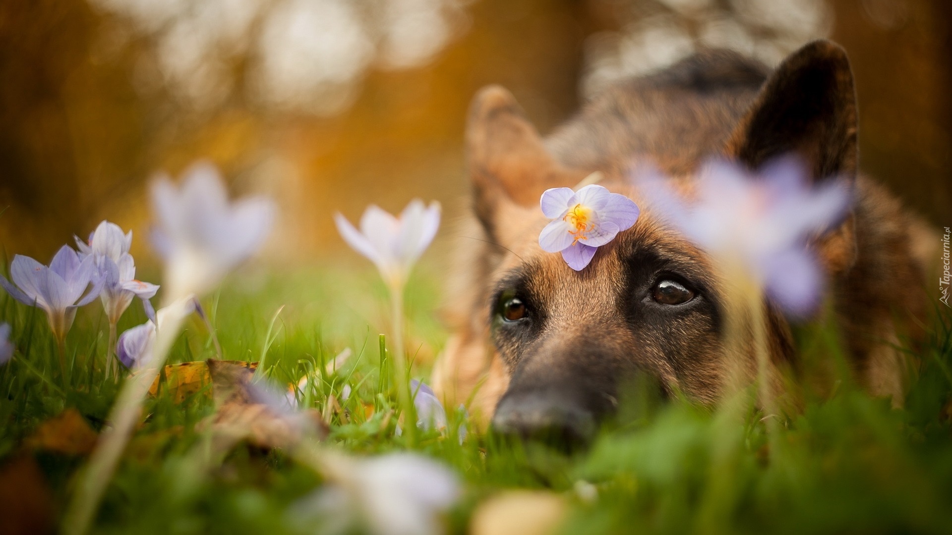 Pies, Psie, Oczy, Kwiaty, Krokusy
