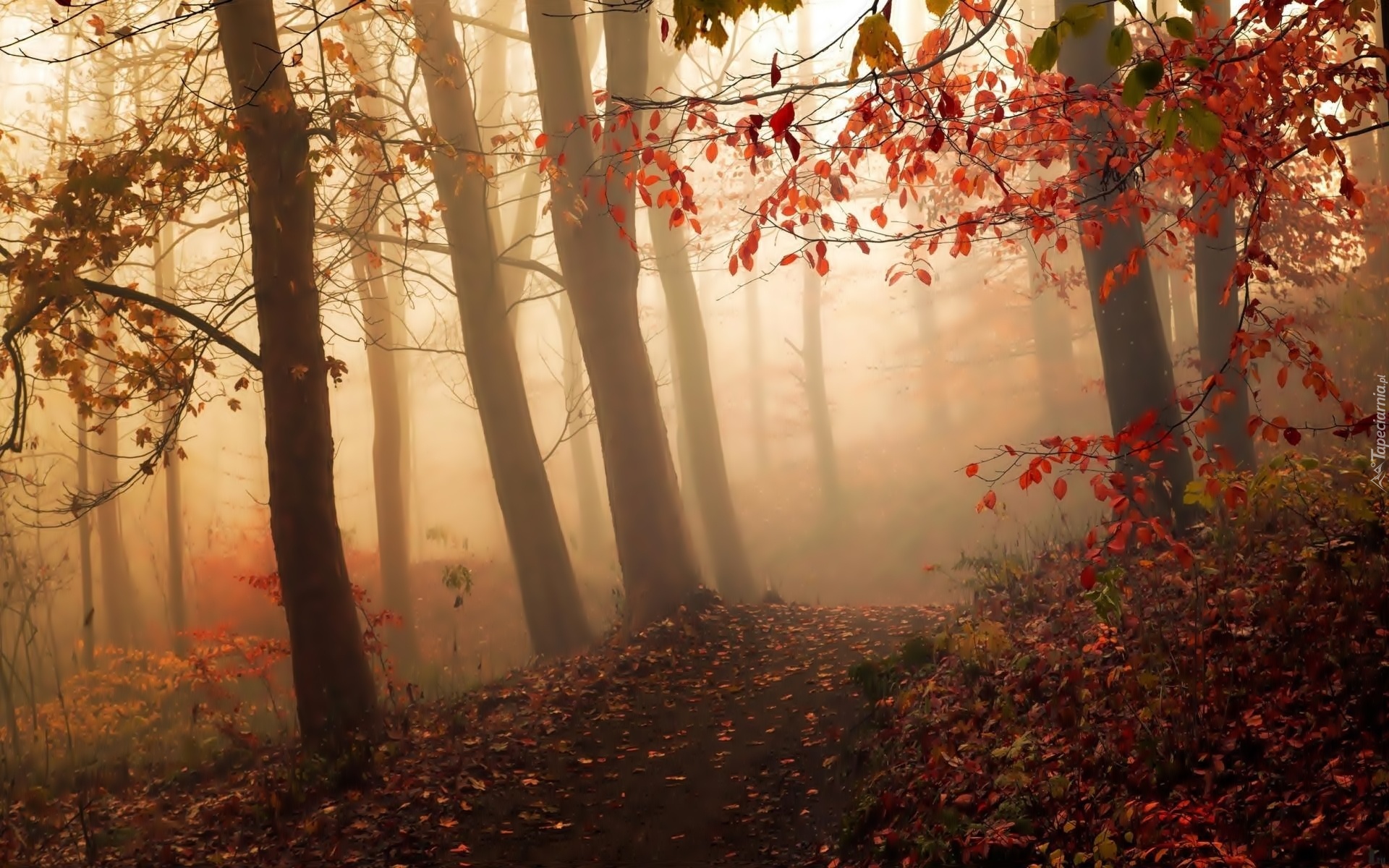 Las, Ścieżka, Drzewa, Liście, Poranna, Mgła, Jesień