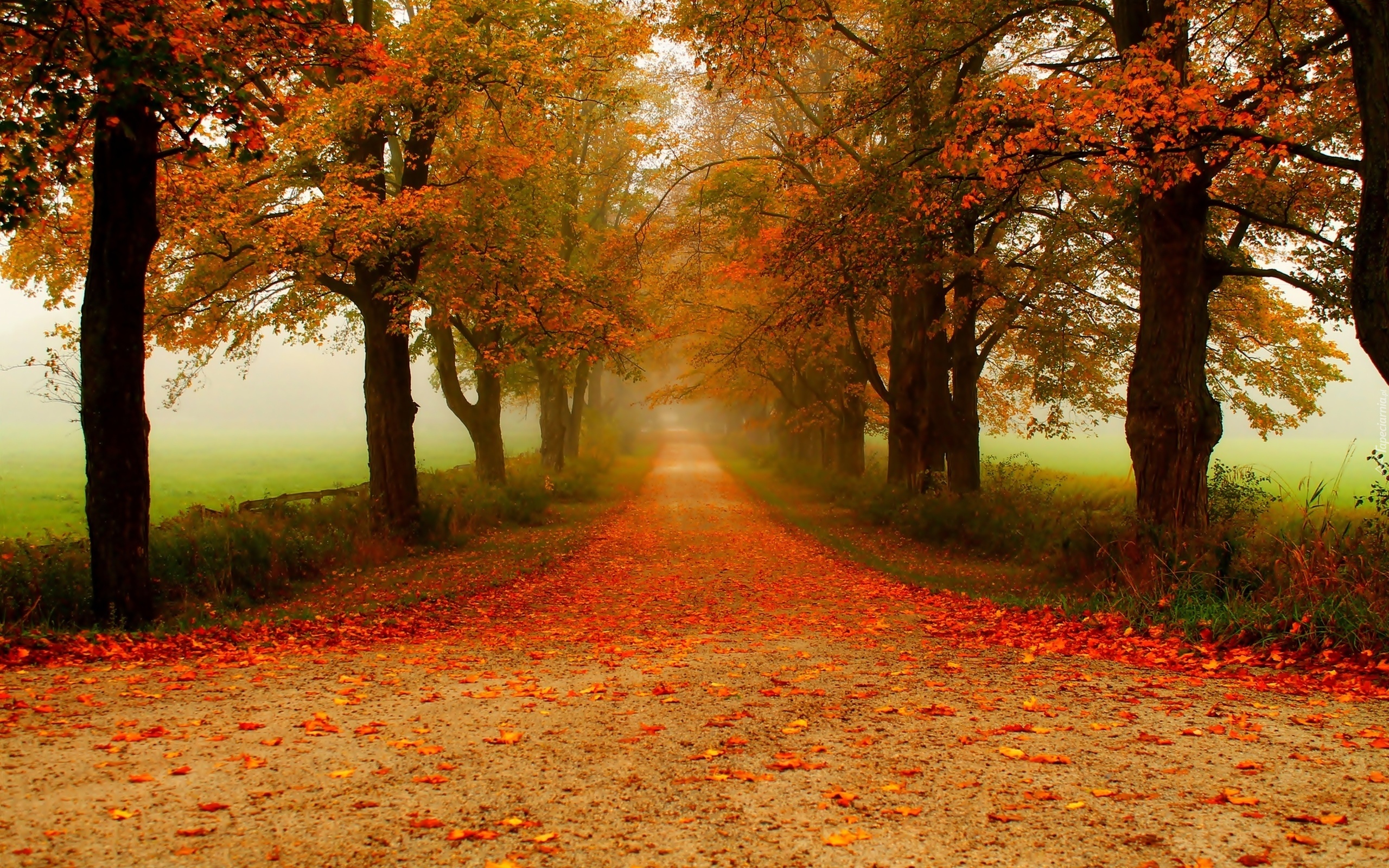 Droga, Drzewa, Mgła, Liście, Poranek, Jesień