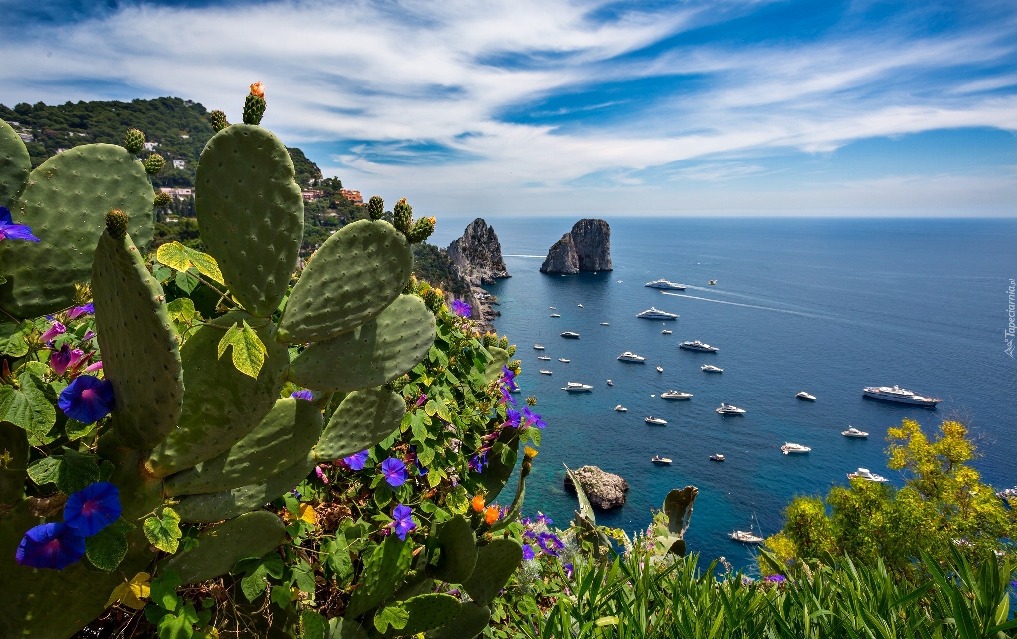 Capri, Włochy, Kaktusy, Morze, Skały, Wybrzeże