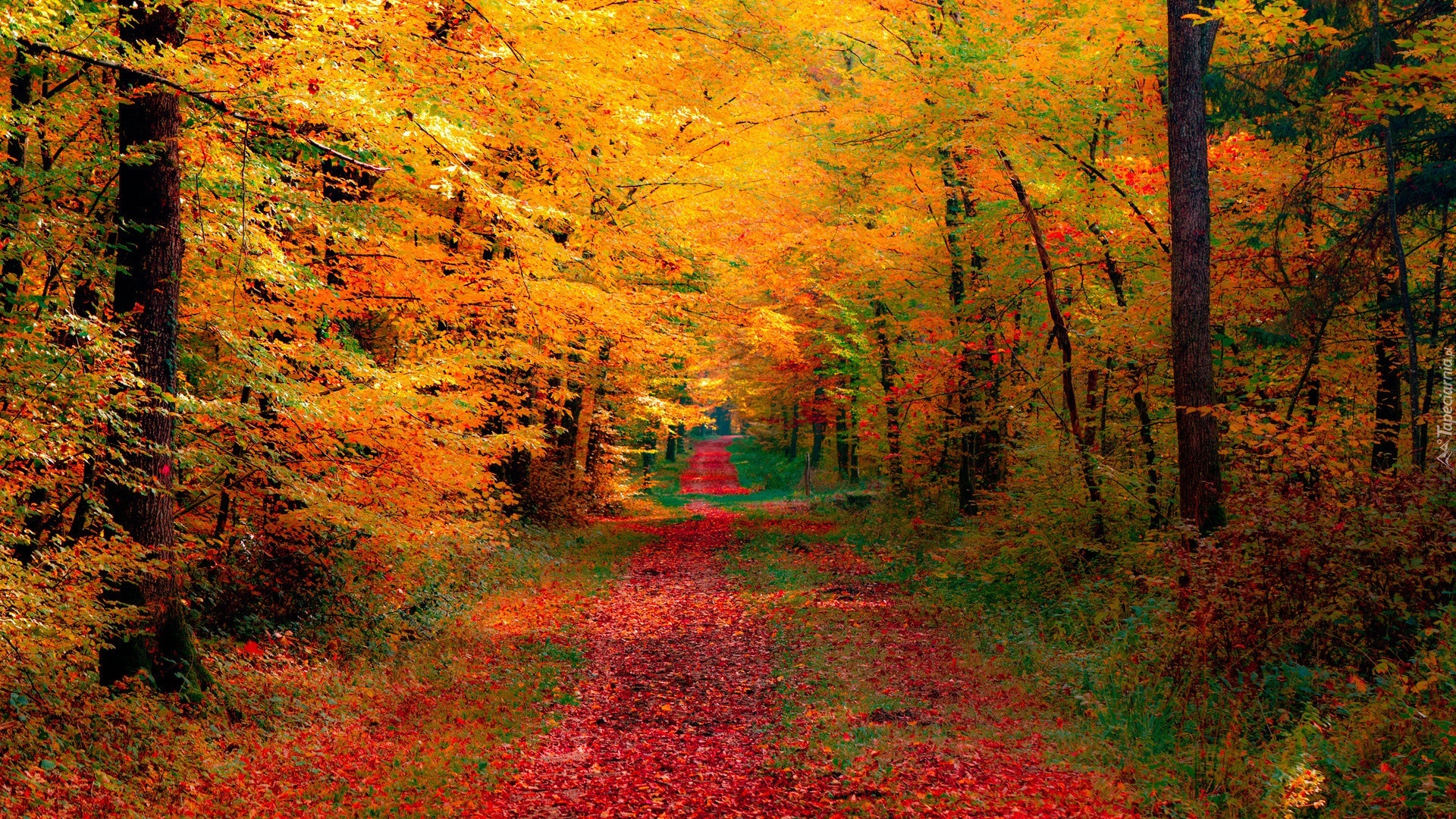 Jesień, Droga, Przez, Las, Liściasty