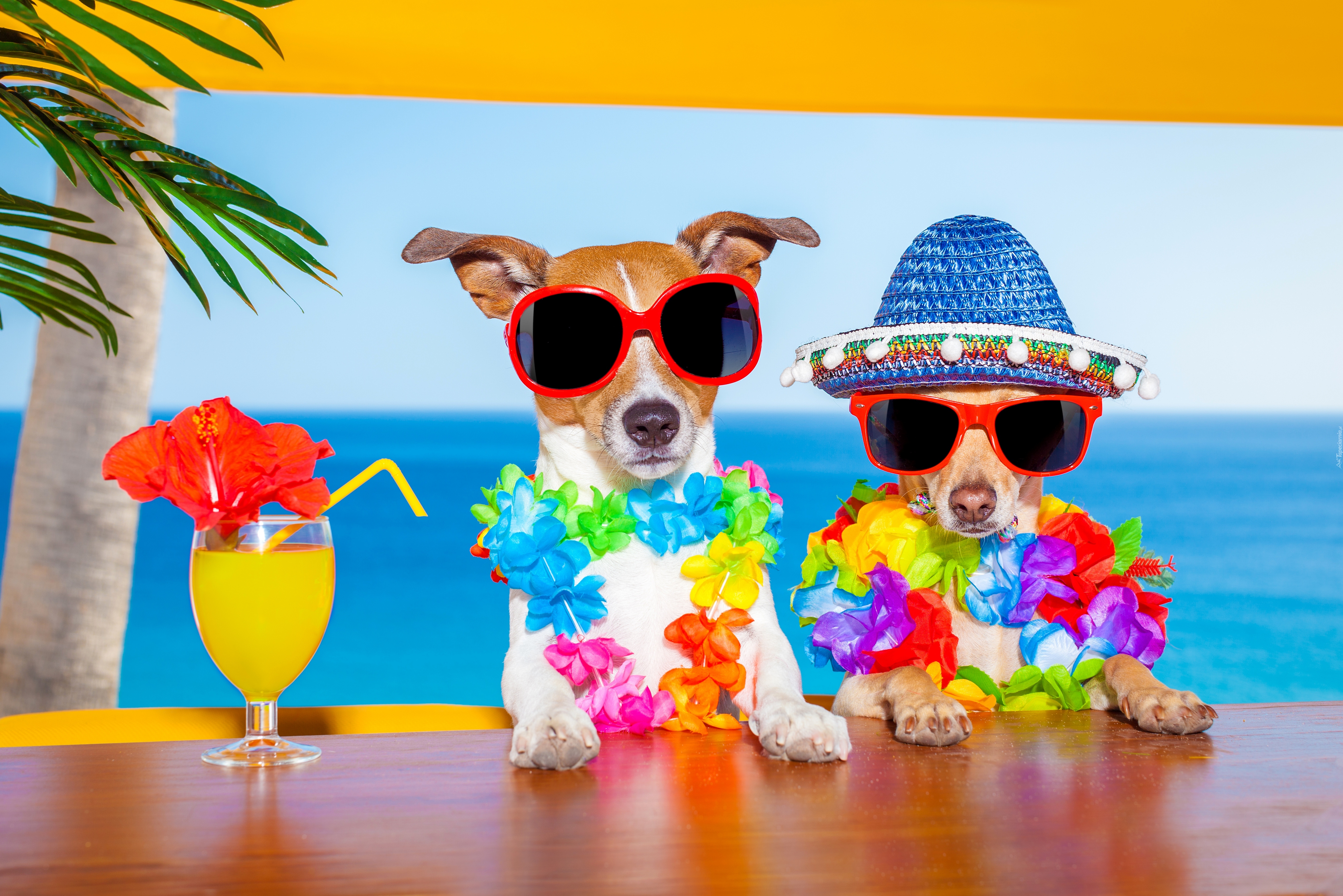 Jack Russell Terrier, Wakacje, Lato, Śmieszne