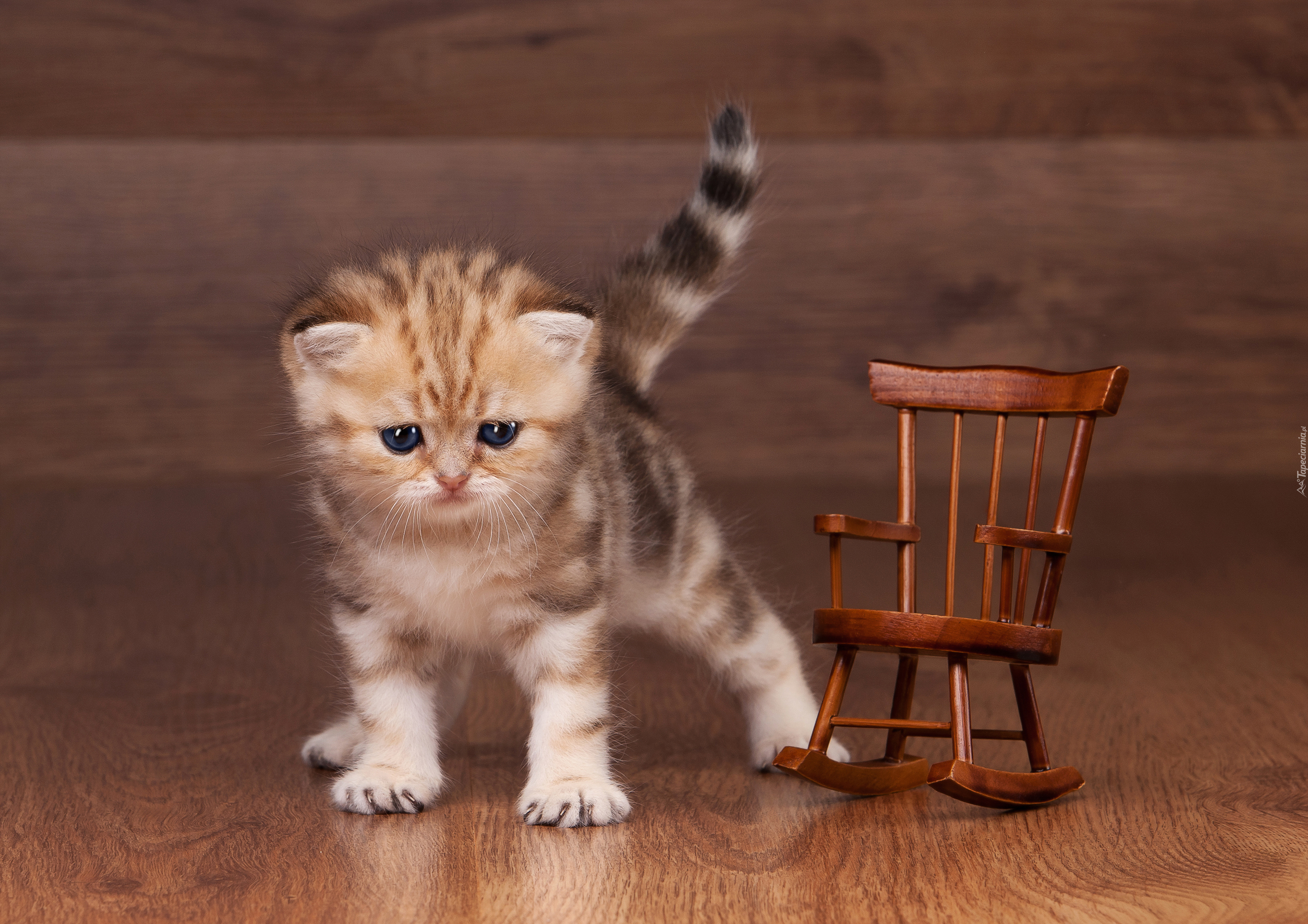 Mały, Kotek, Krzesło