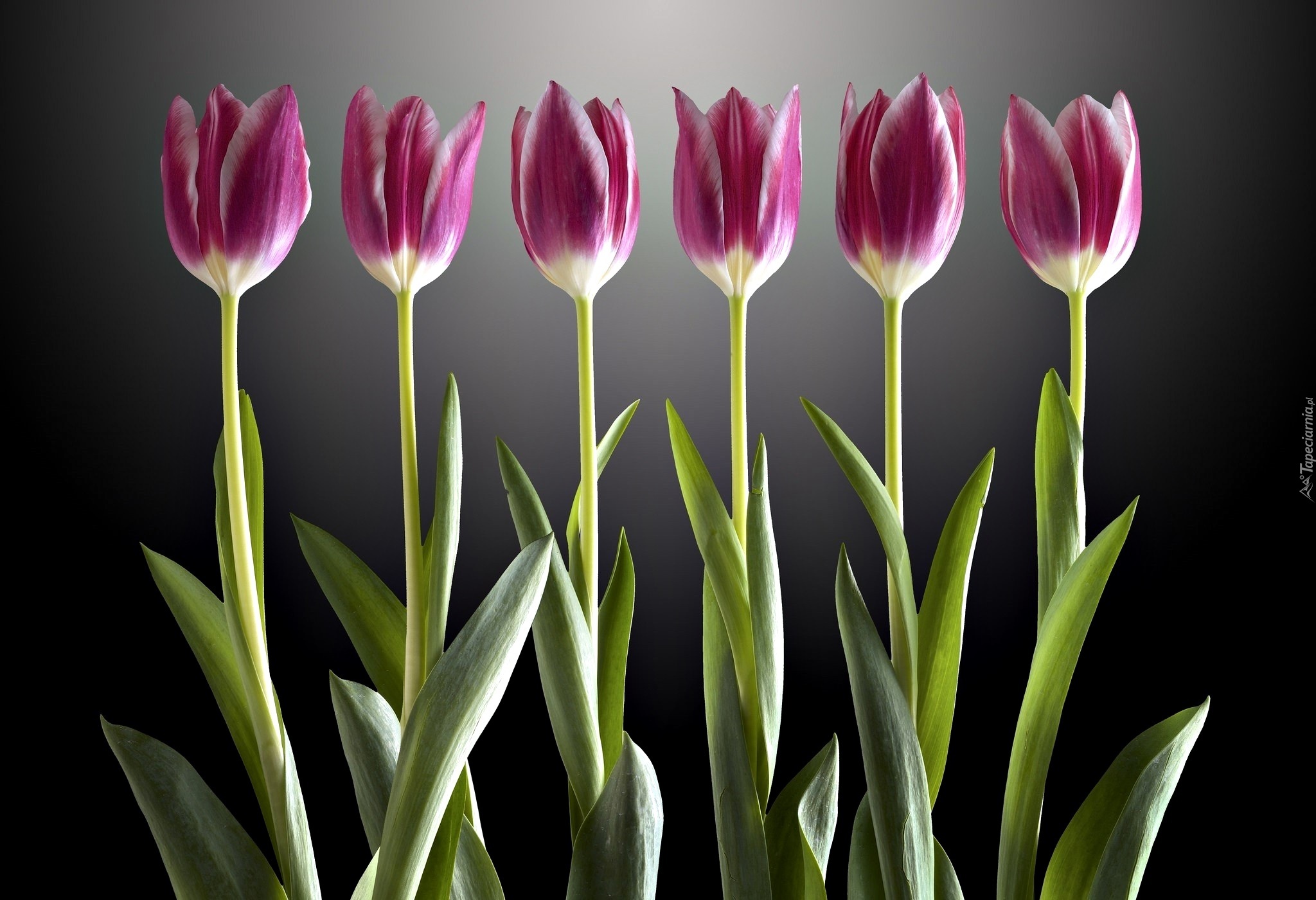 Tulipany, Światło