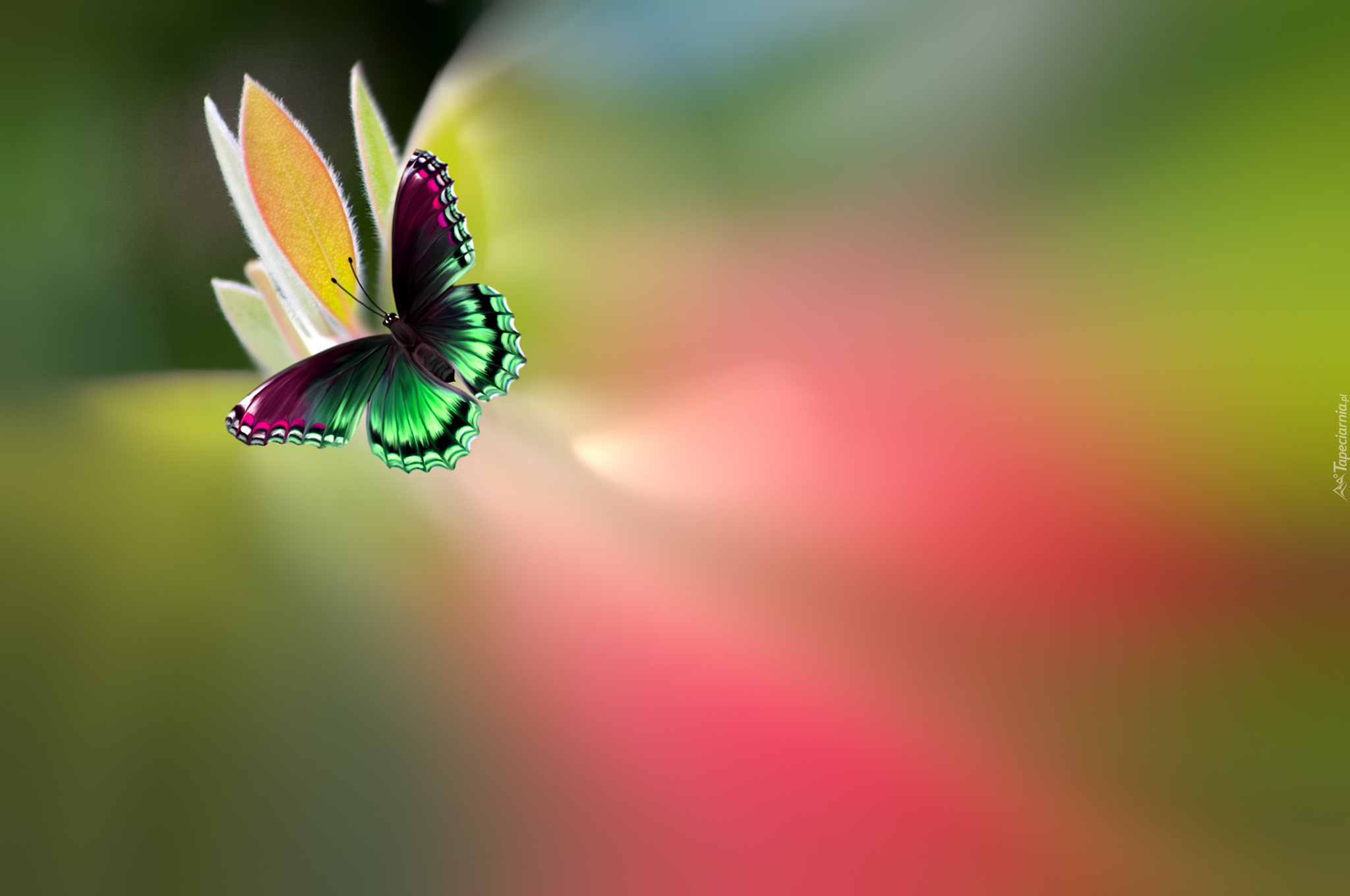 Motyl, Kwiat, Rozmycie