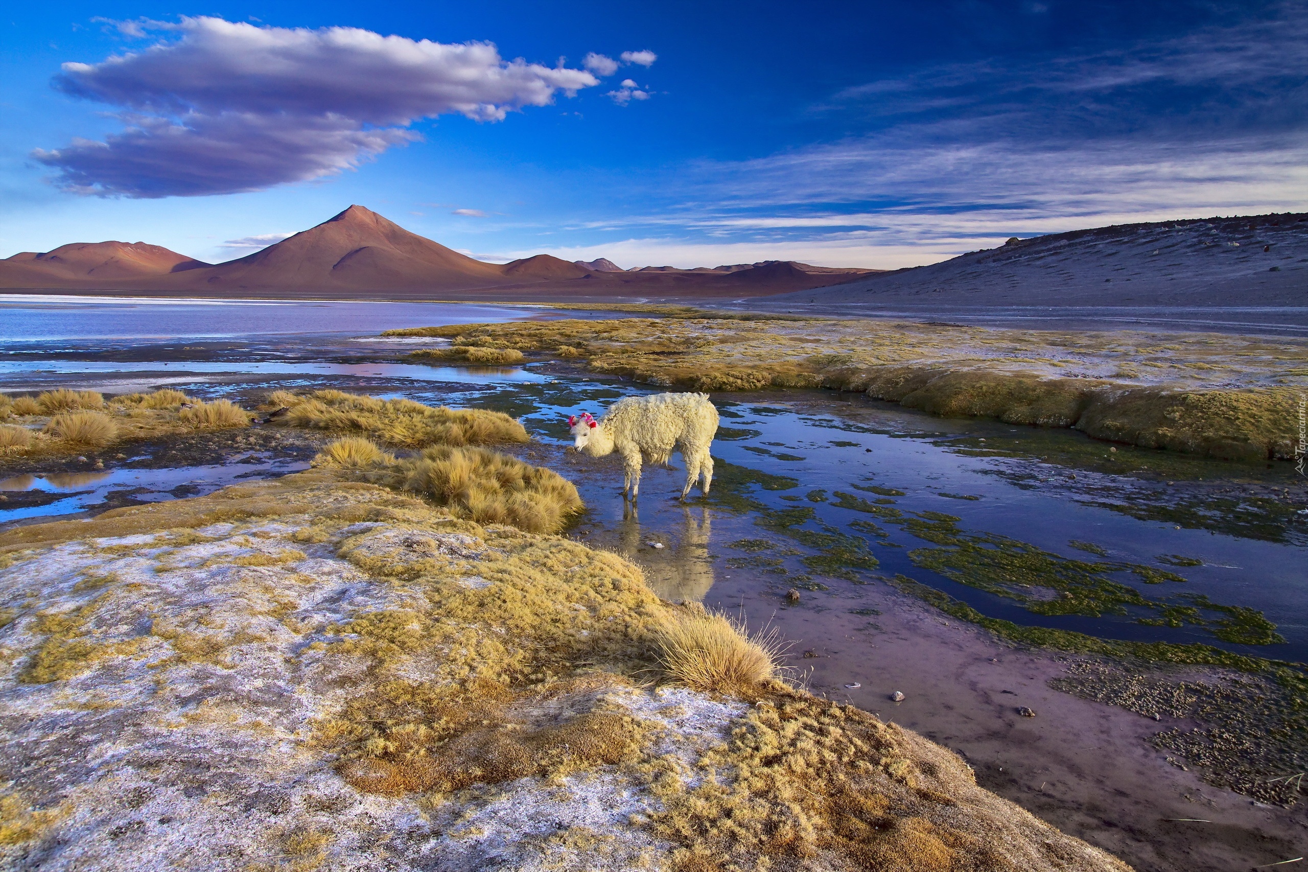 boliwia-jezioro-alpaka