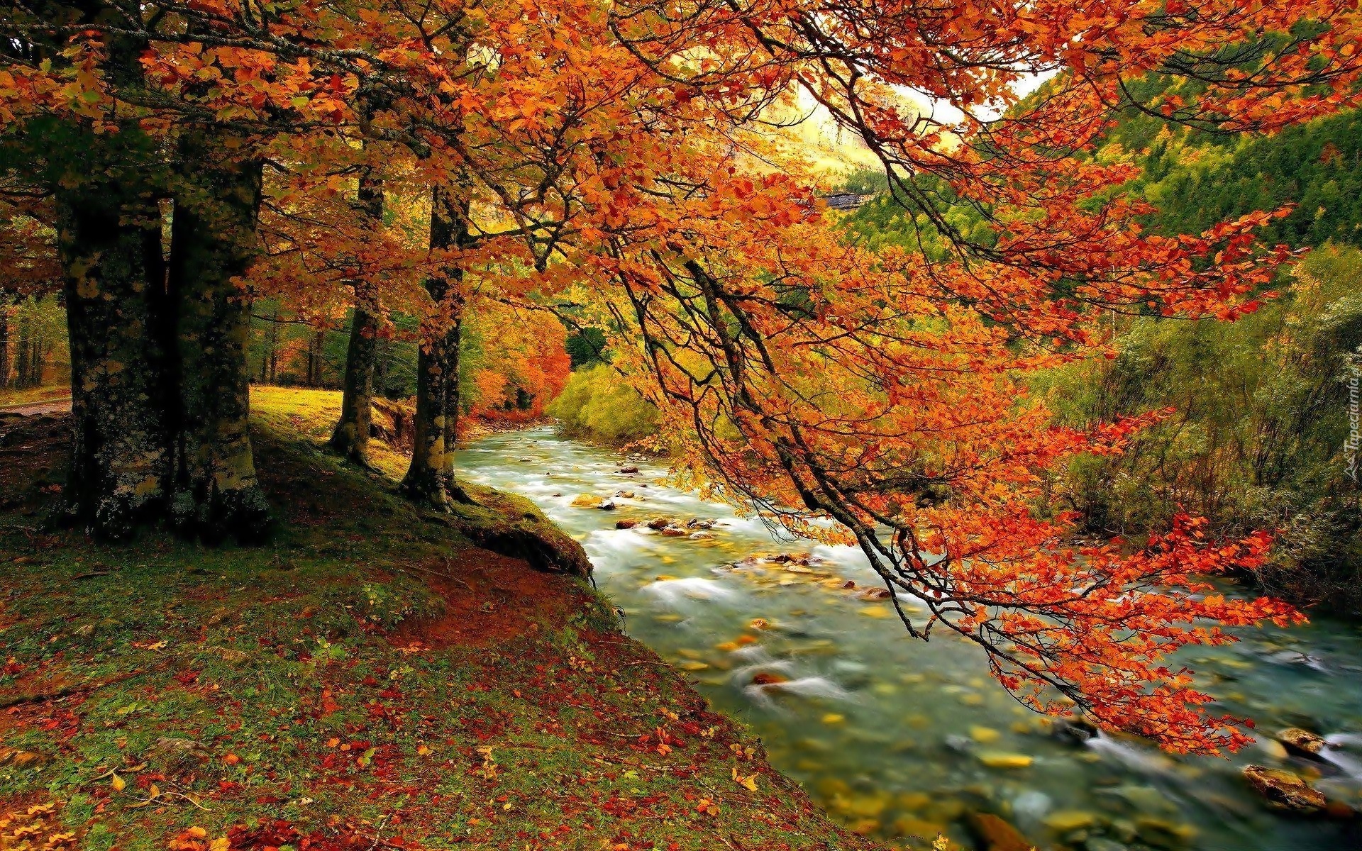 Potok, Las, Góry, Jesień