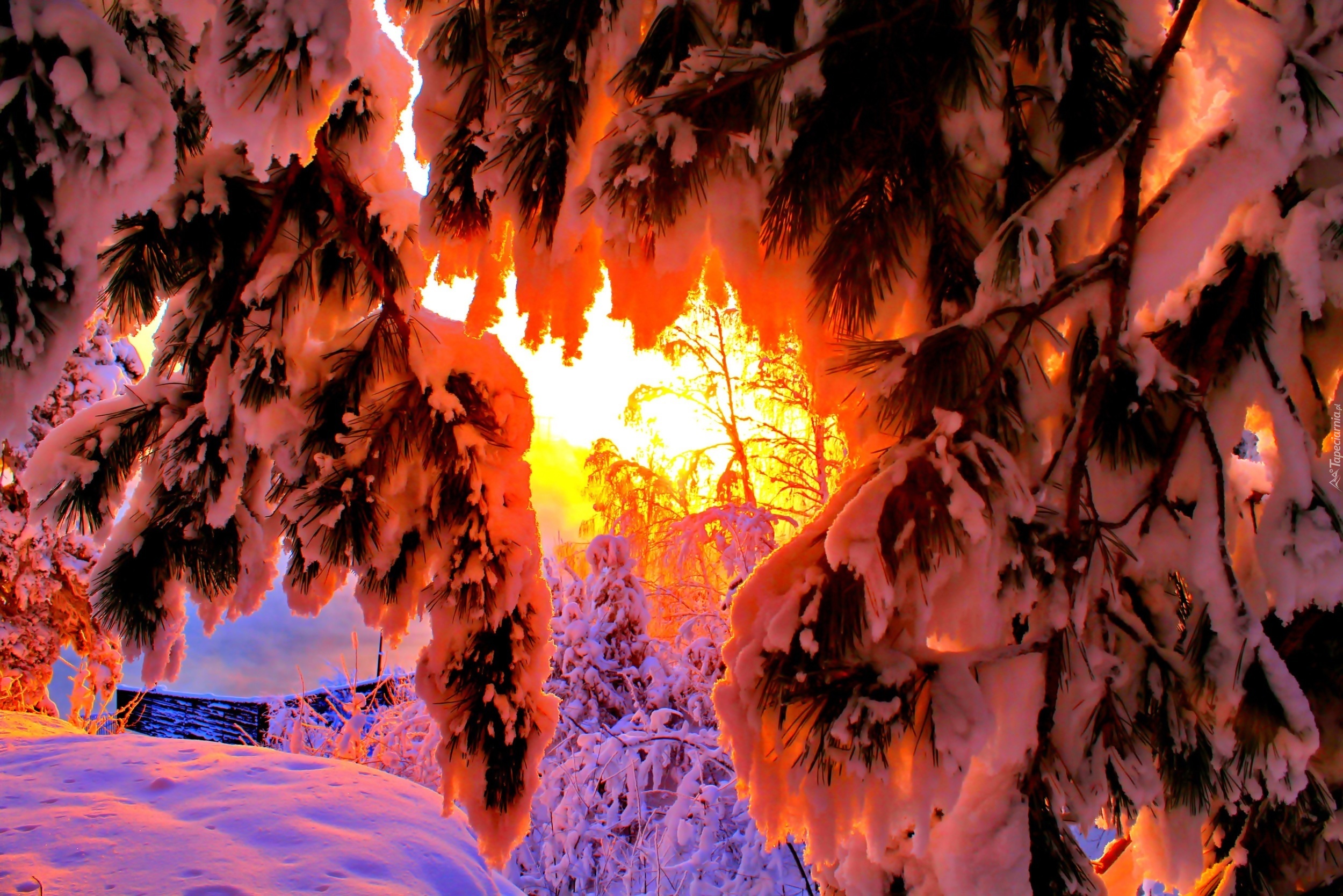Zima, Ośnieżone Gałęzie, Drzew Promienie, Słońca