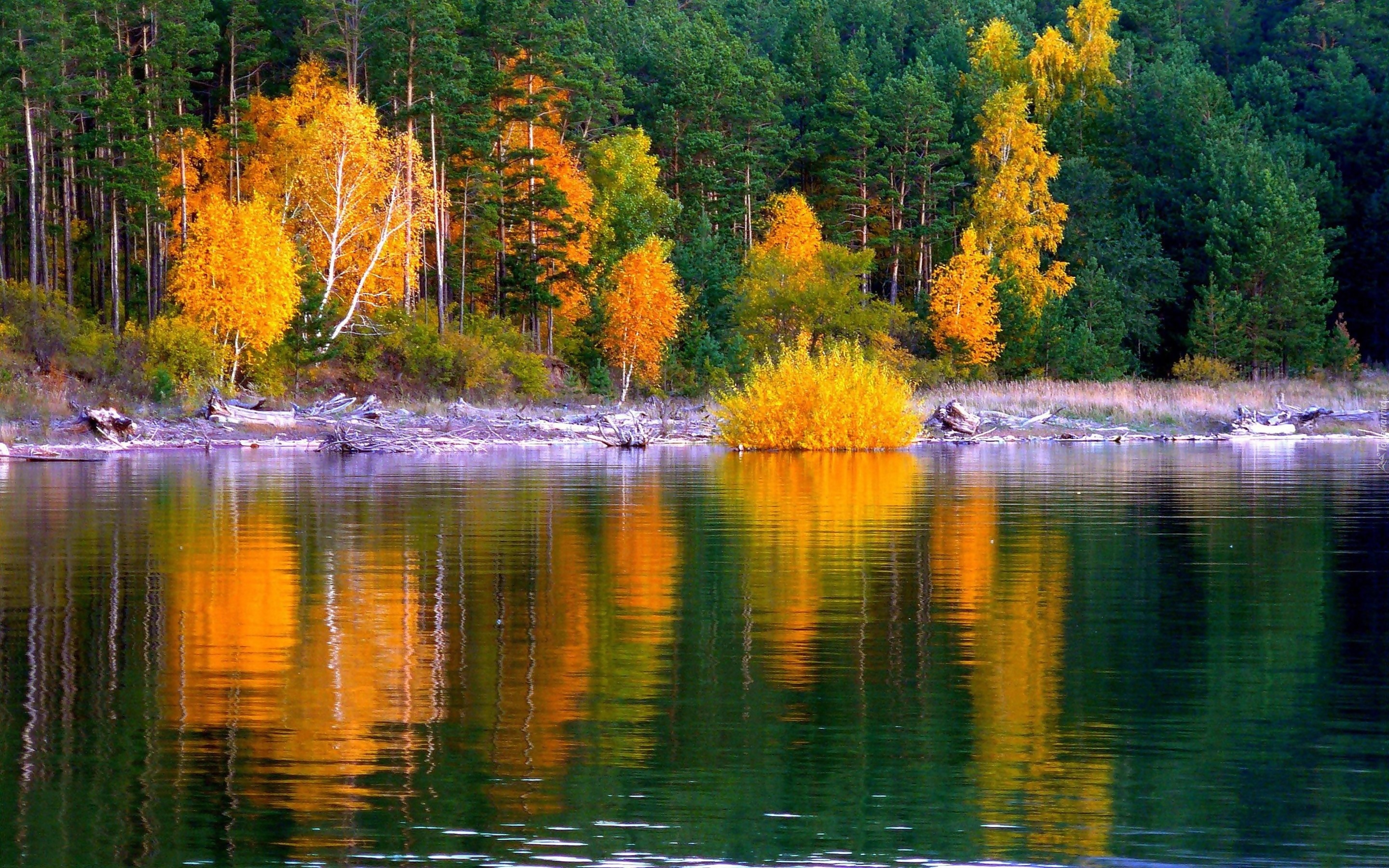 Jezioro, Las, Złota, Jesień