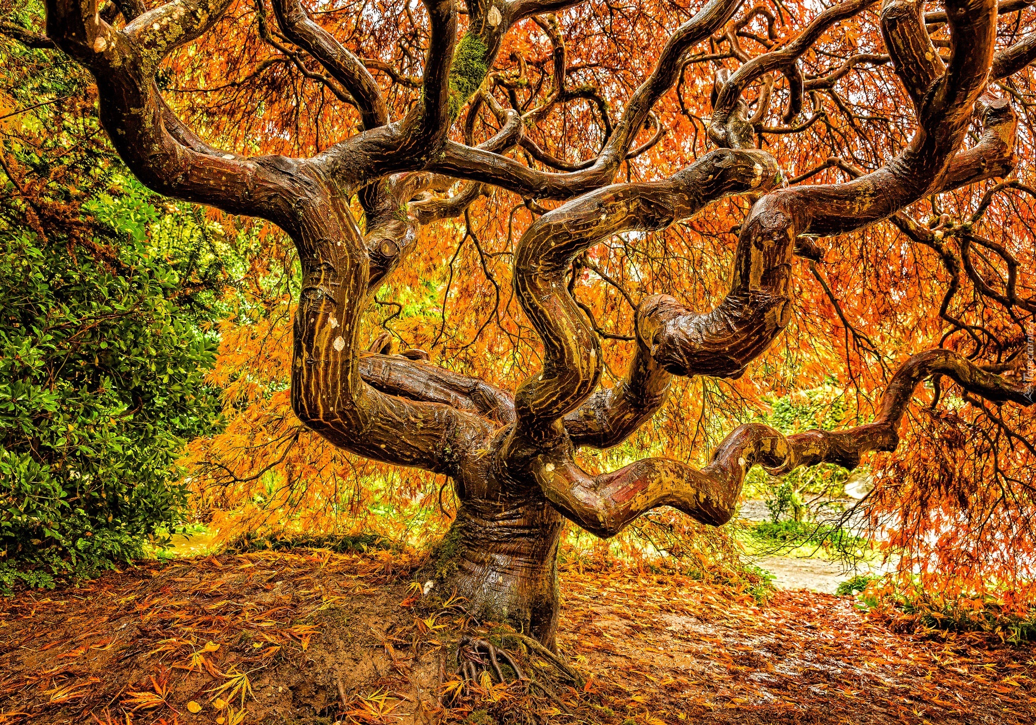 Jesień, Drzewo, Klon japoński
