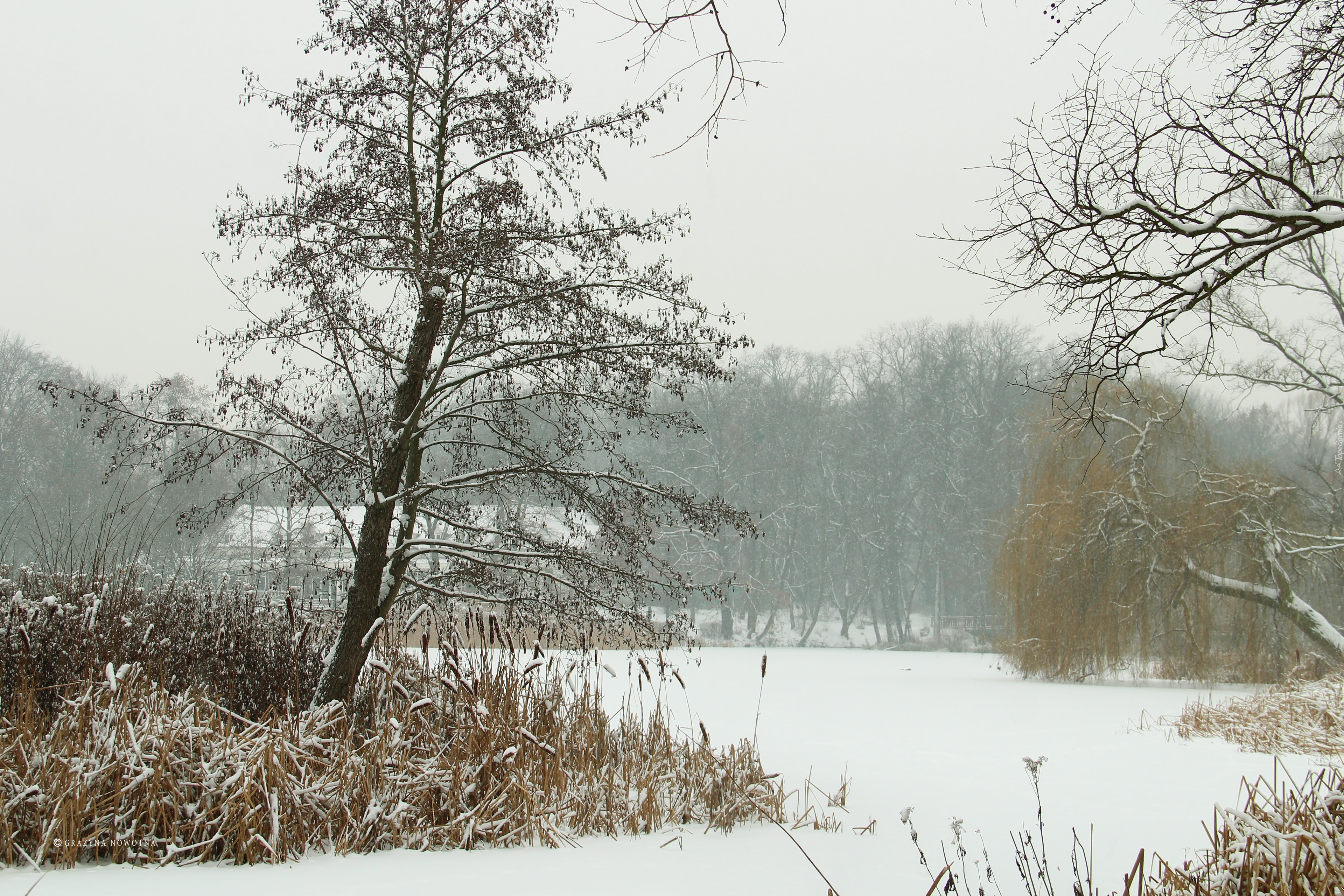 Zima, Trawy, Drzewa, Park Sołacki, Poznań