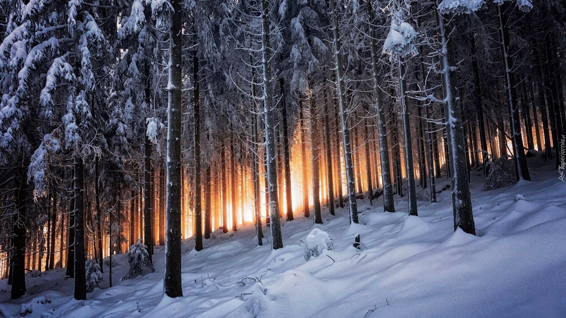 Zima, Las, Przebijające, Światło, Drzewa