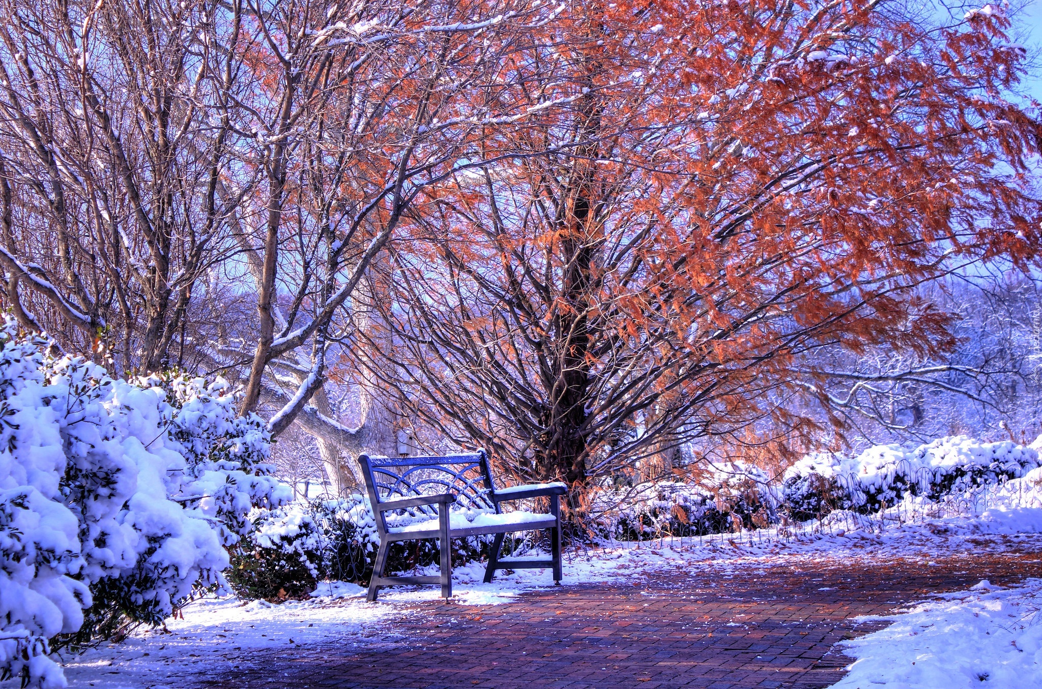 Zima, Park, Drzewa, Ławka,Śnieg