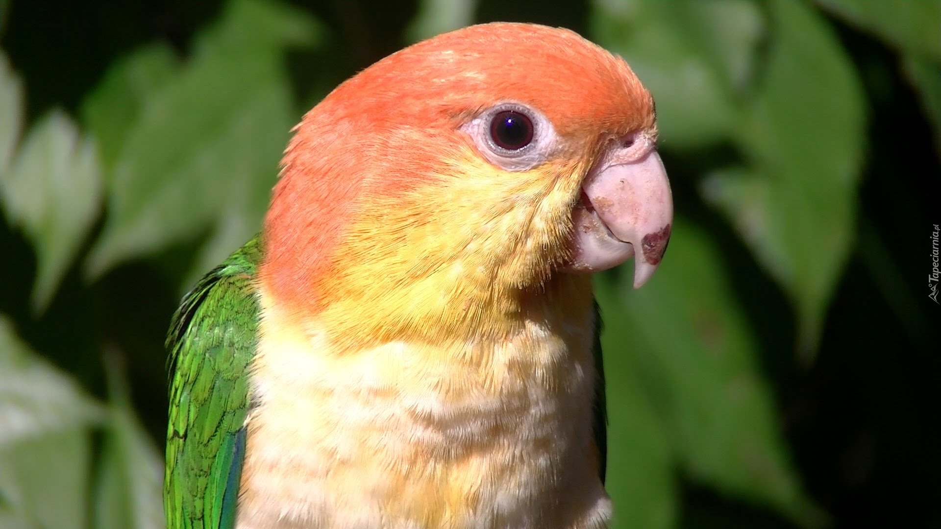 Papuga, Kolorowa, Zielone Tło