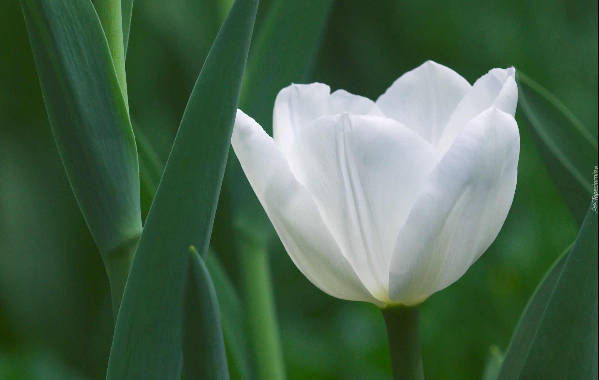 Kwiat, Tulipan, Biały