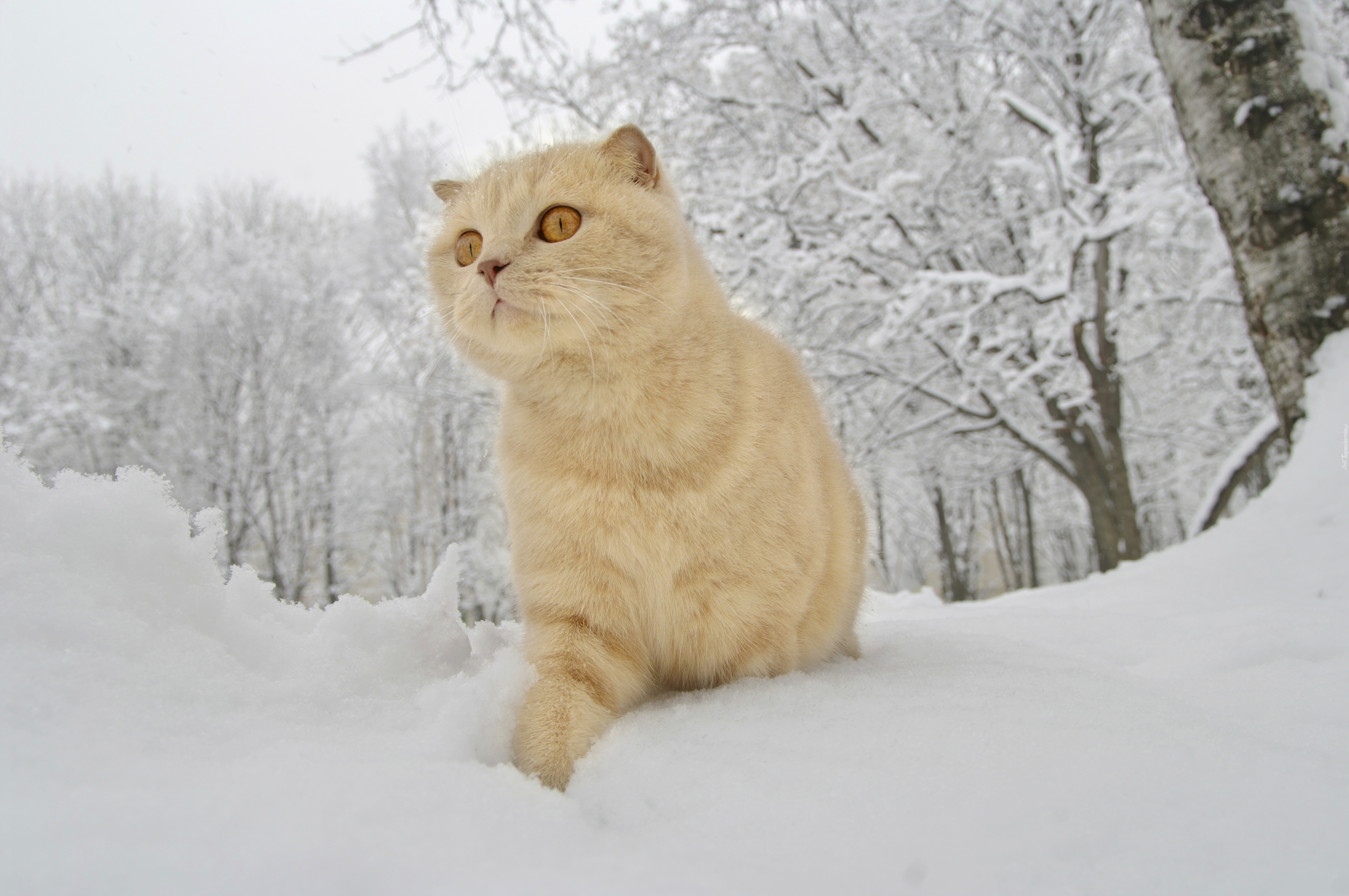 Kot, Zima, Śnieg