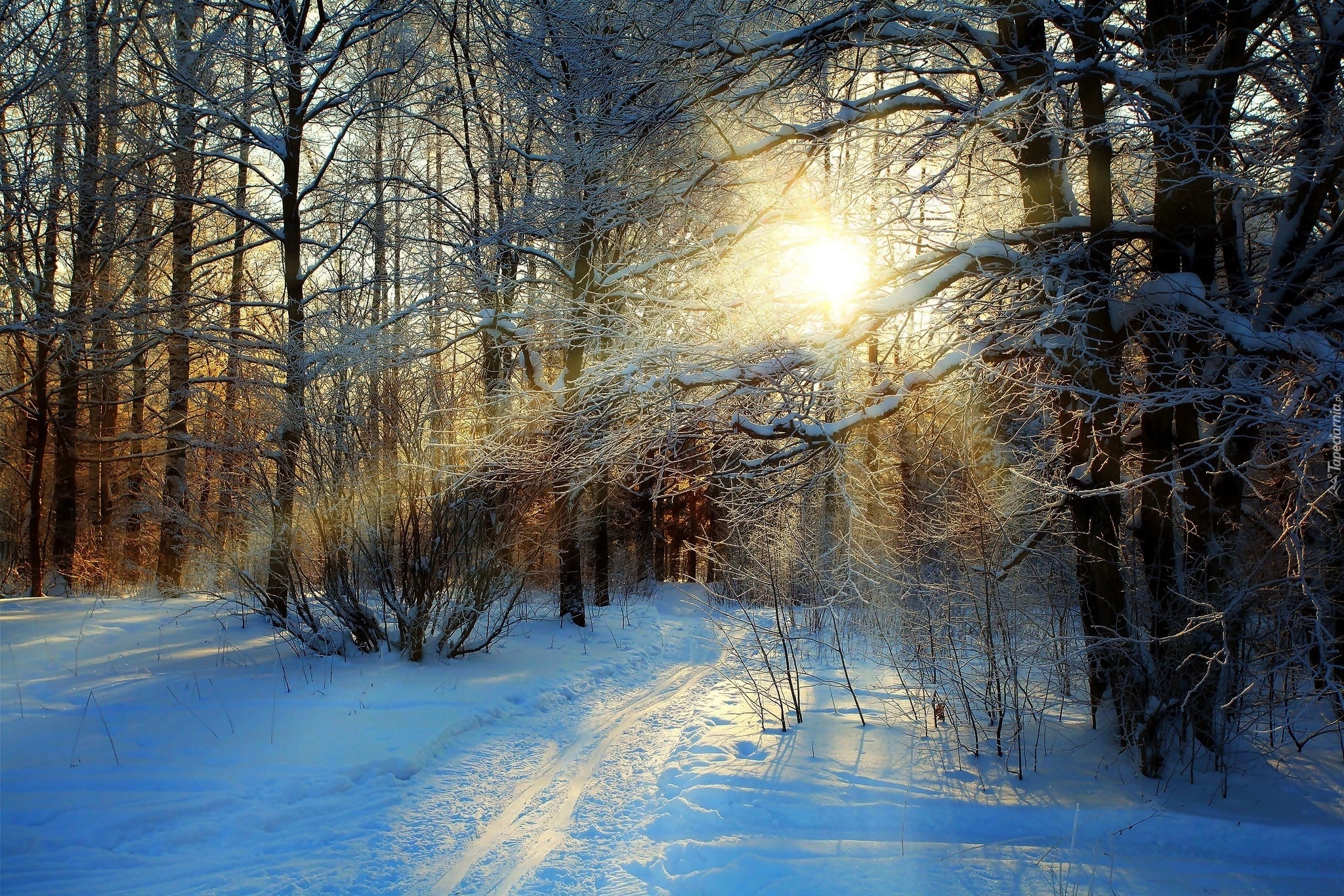 Las, Drzewa, Ścieżka, Promienie, Słońca, Zima