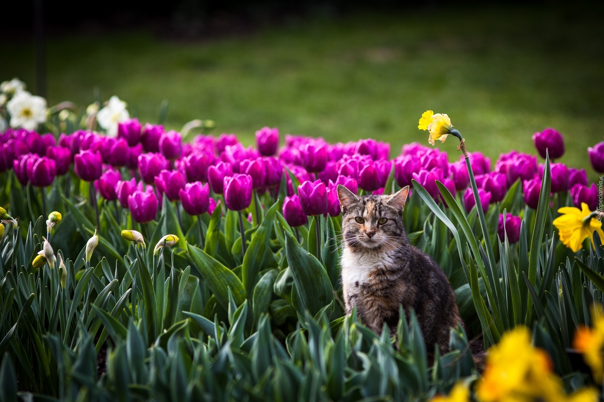 Kot, Kwiaty, Tulipany