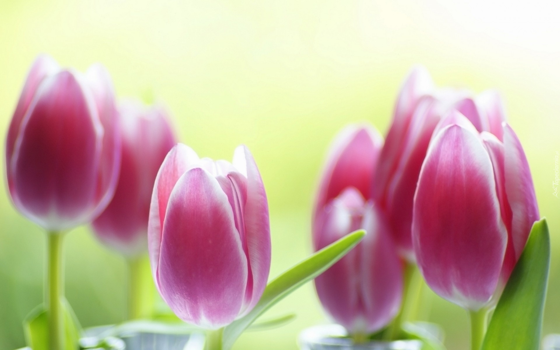 Różowe, Tulipany, Rozmycie