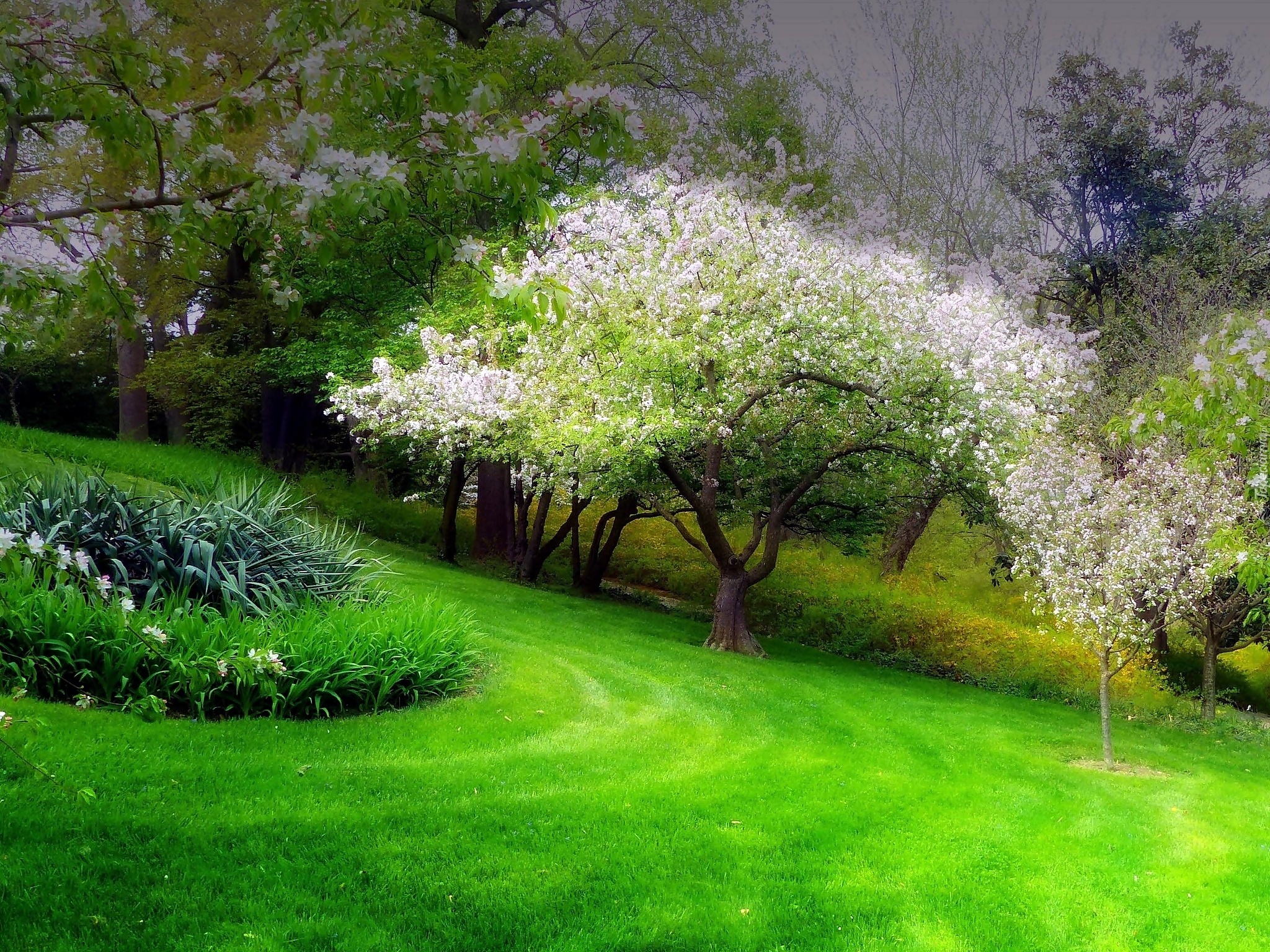 Wiosna, Park, Kwitnące, Drzewa