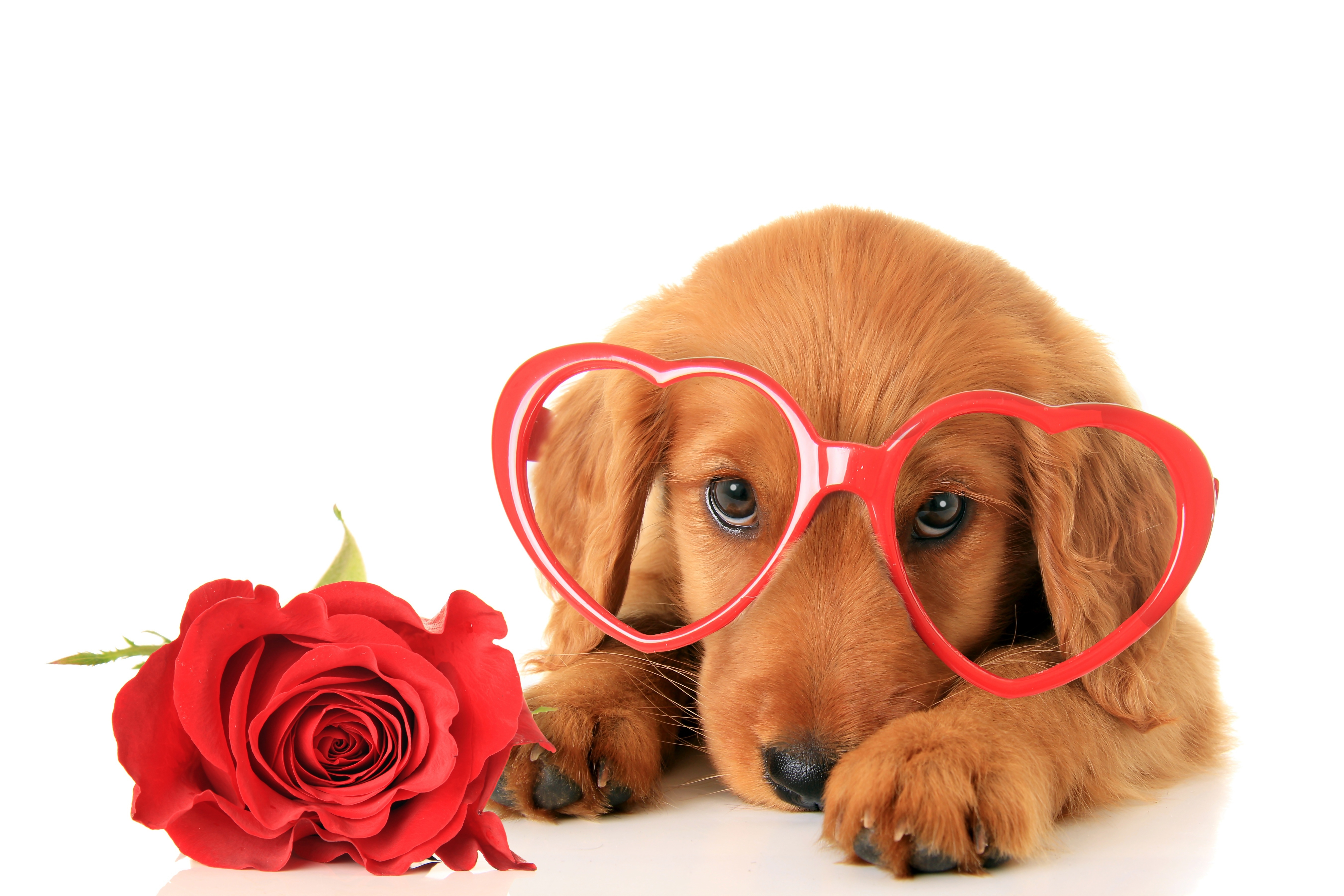 Piesek, Okulary, Róża