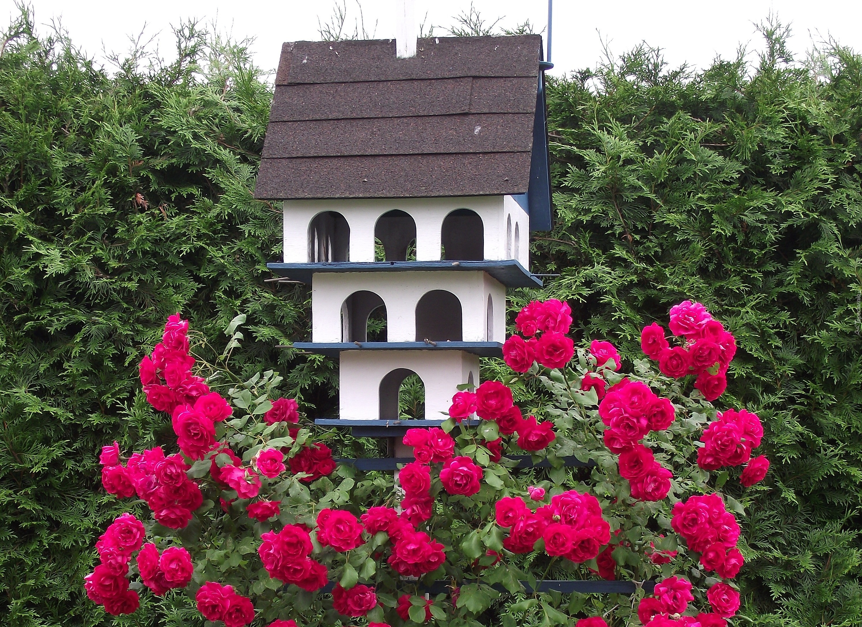 Kwiaty, Róże, Domek dla ptaków
