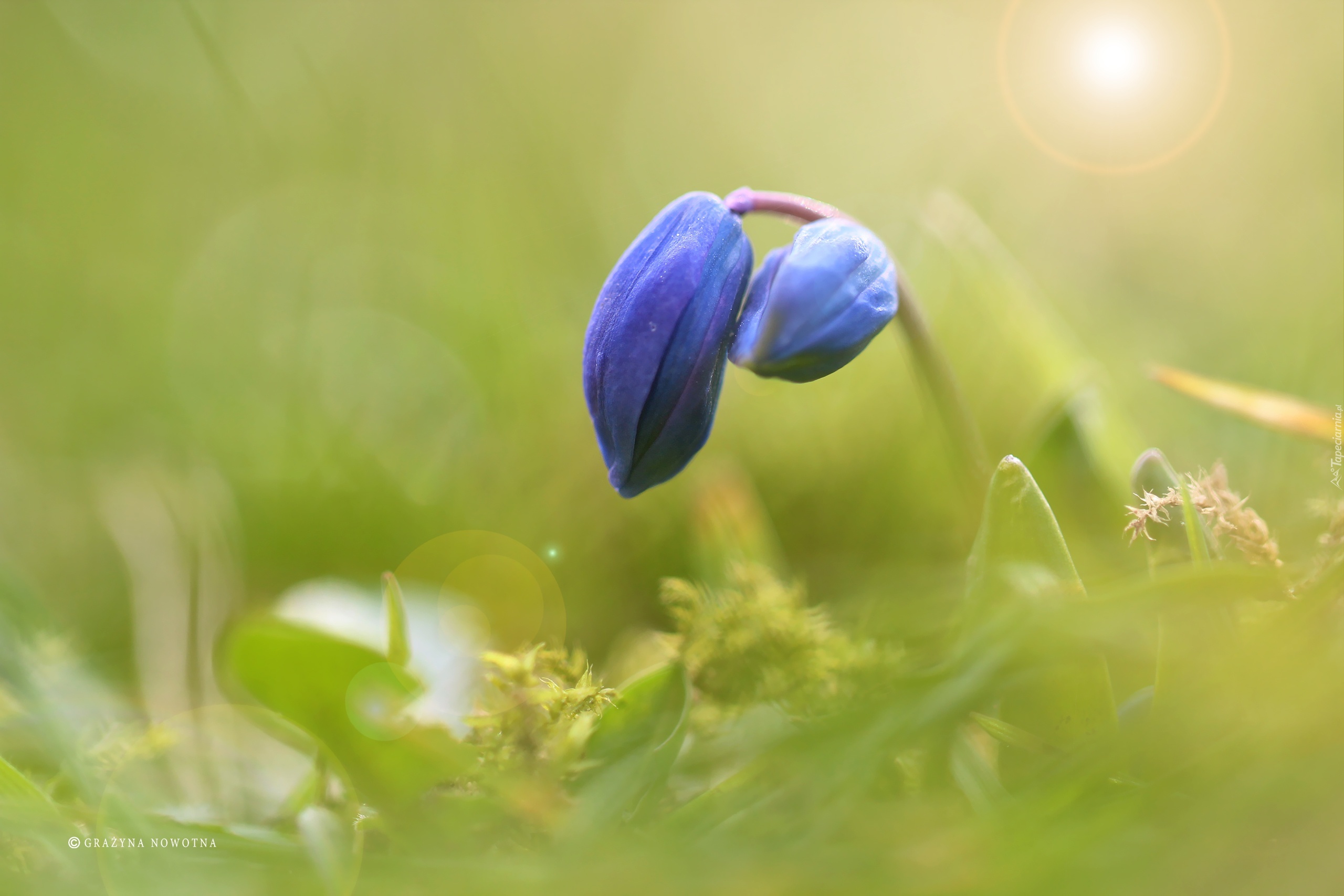 Cebulica Syberyjska, Niebieski, Kwiat, Pąk
