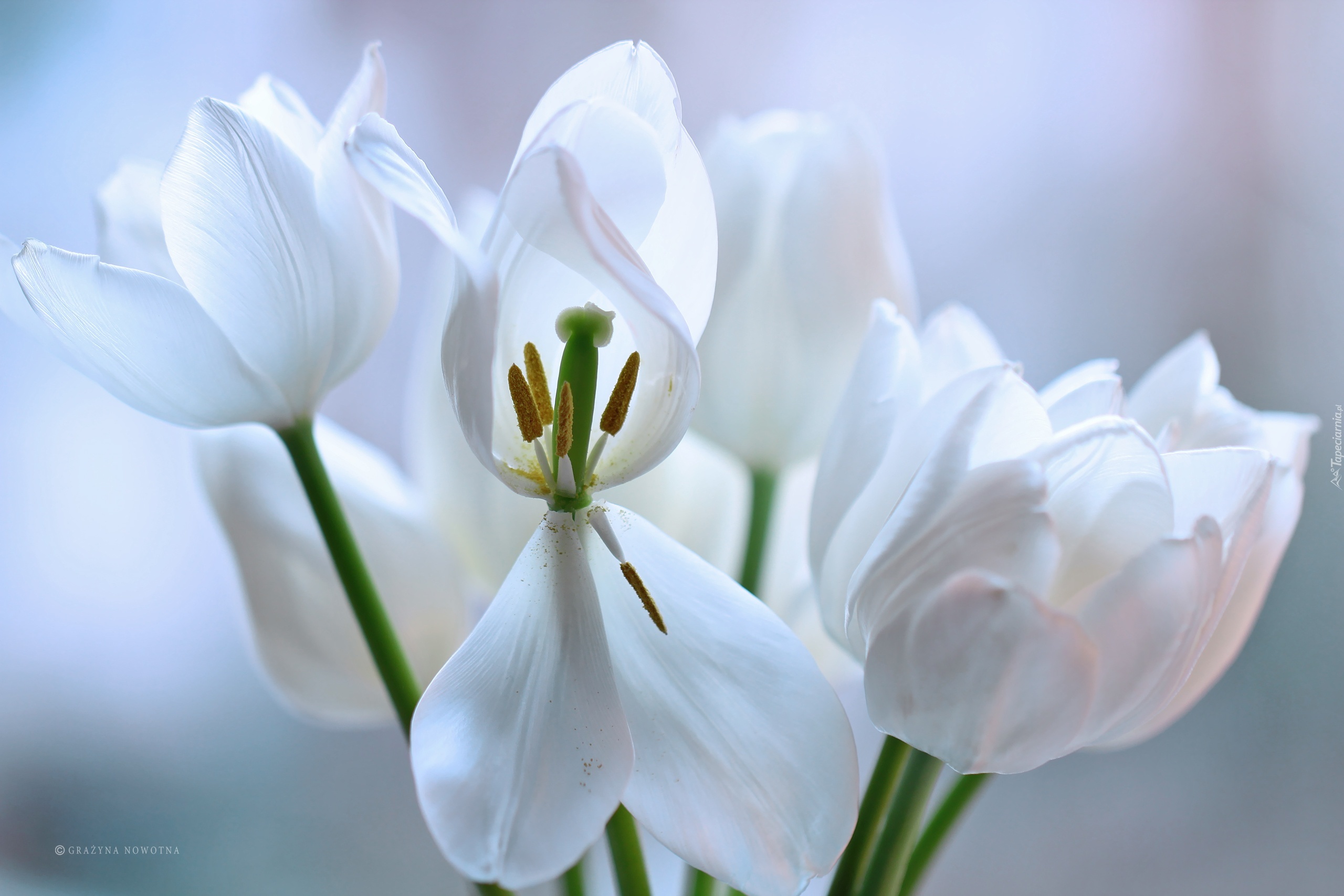 Białe, Tulipany, Kwiaty, Płatki