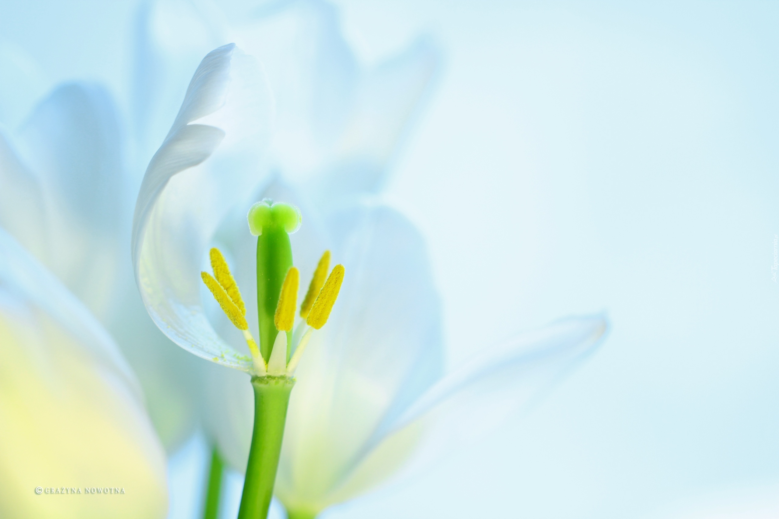 Tulipan, Biały, Kwiat, Pręciki