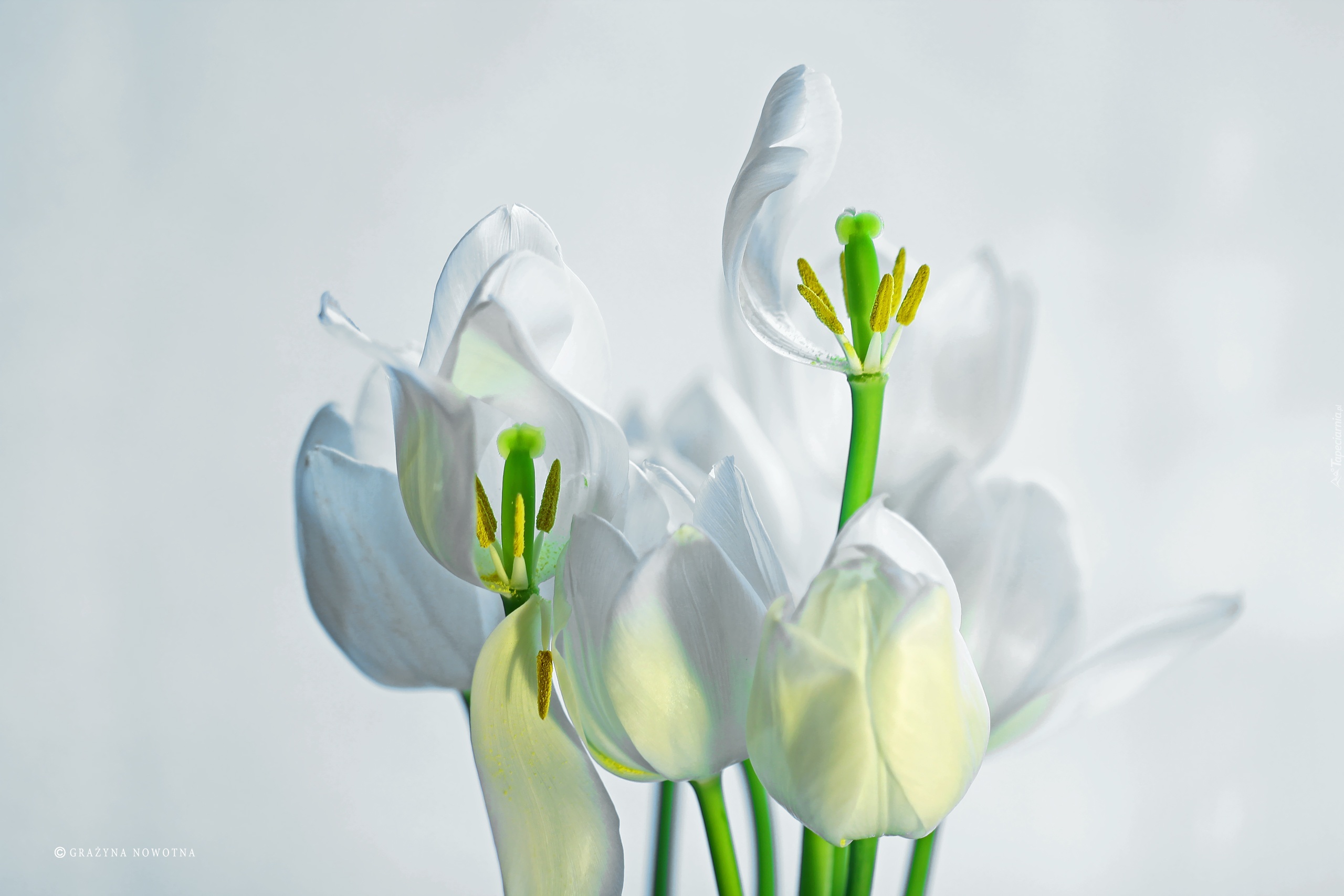 Białe, Tulipany, Kwiaty