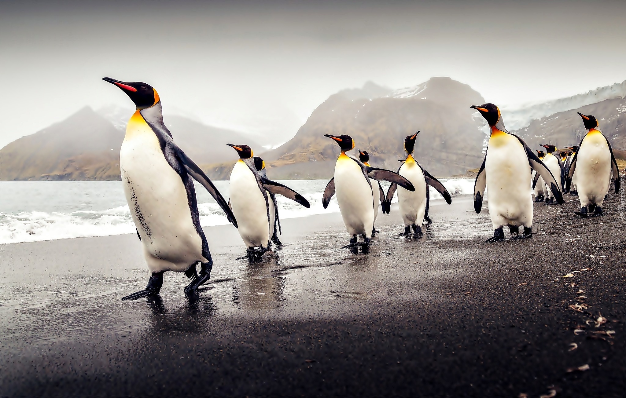 Pingwiny, Brzeg, Morze