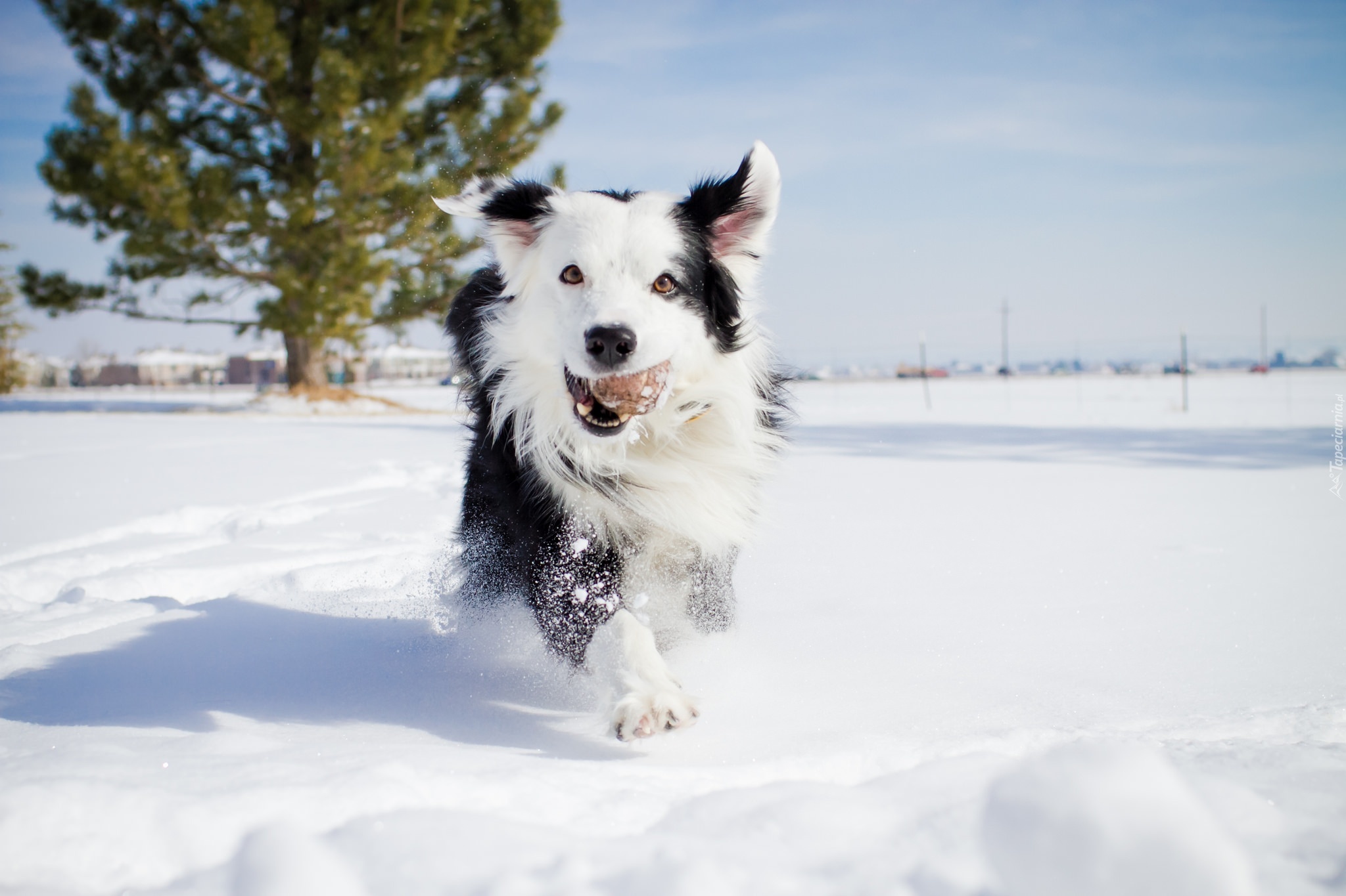 Pies, Border Collie, Zima, Śnieg