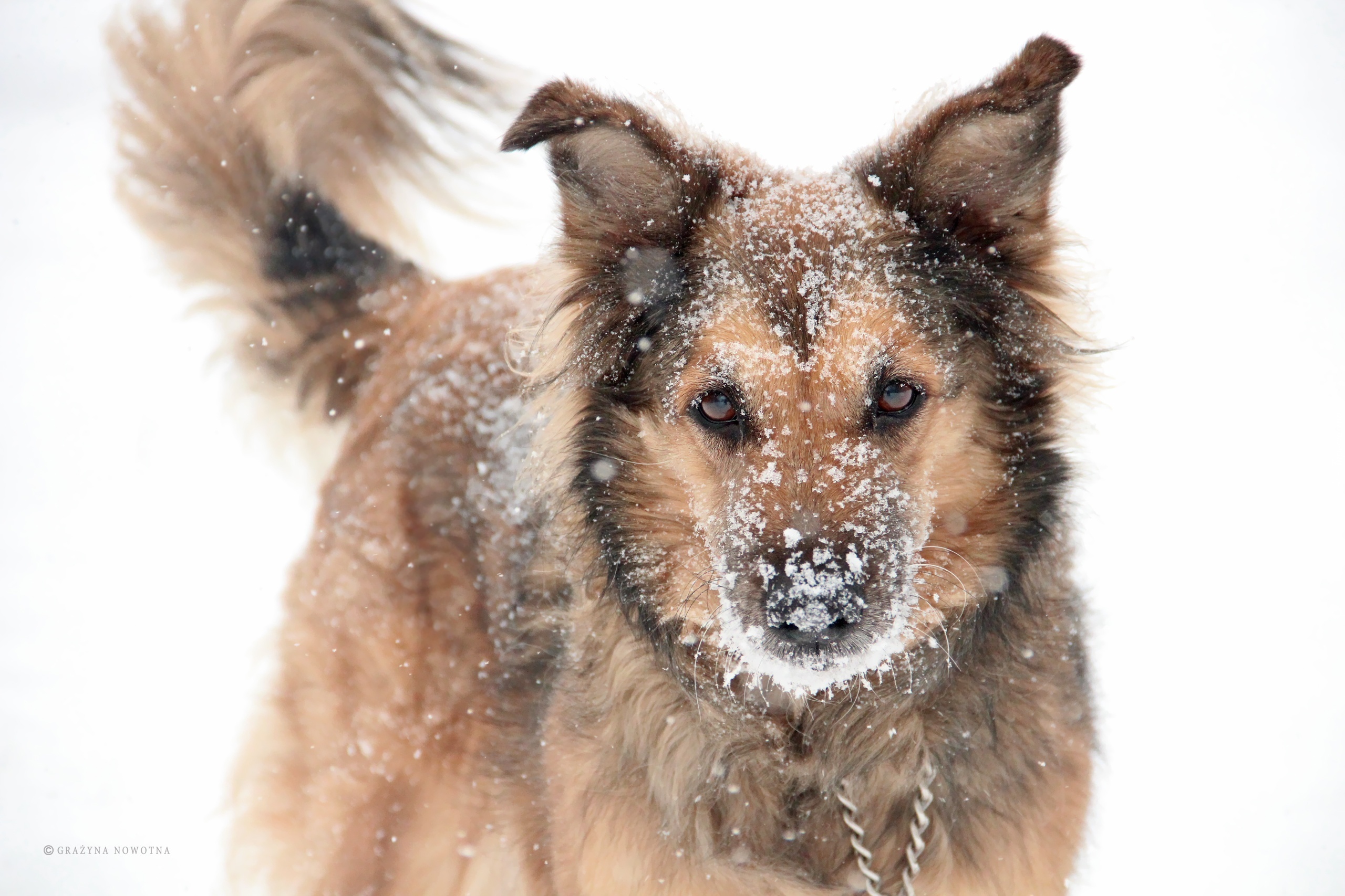 Pies, Suczka, Shila, Kundelek, Zima, Śnieg