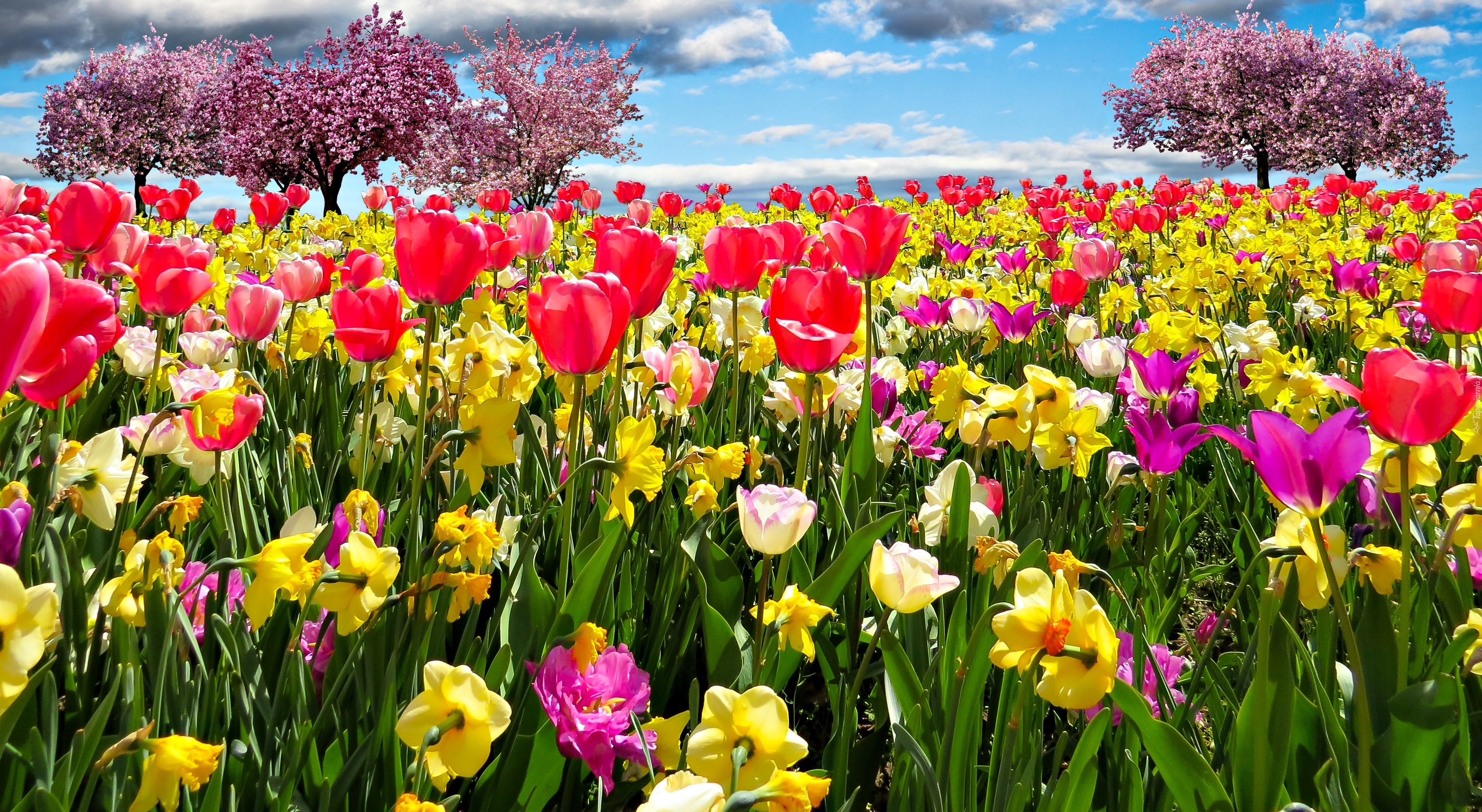 Tulipany, Żonkile, Drzewa Owocowe, Wiosna